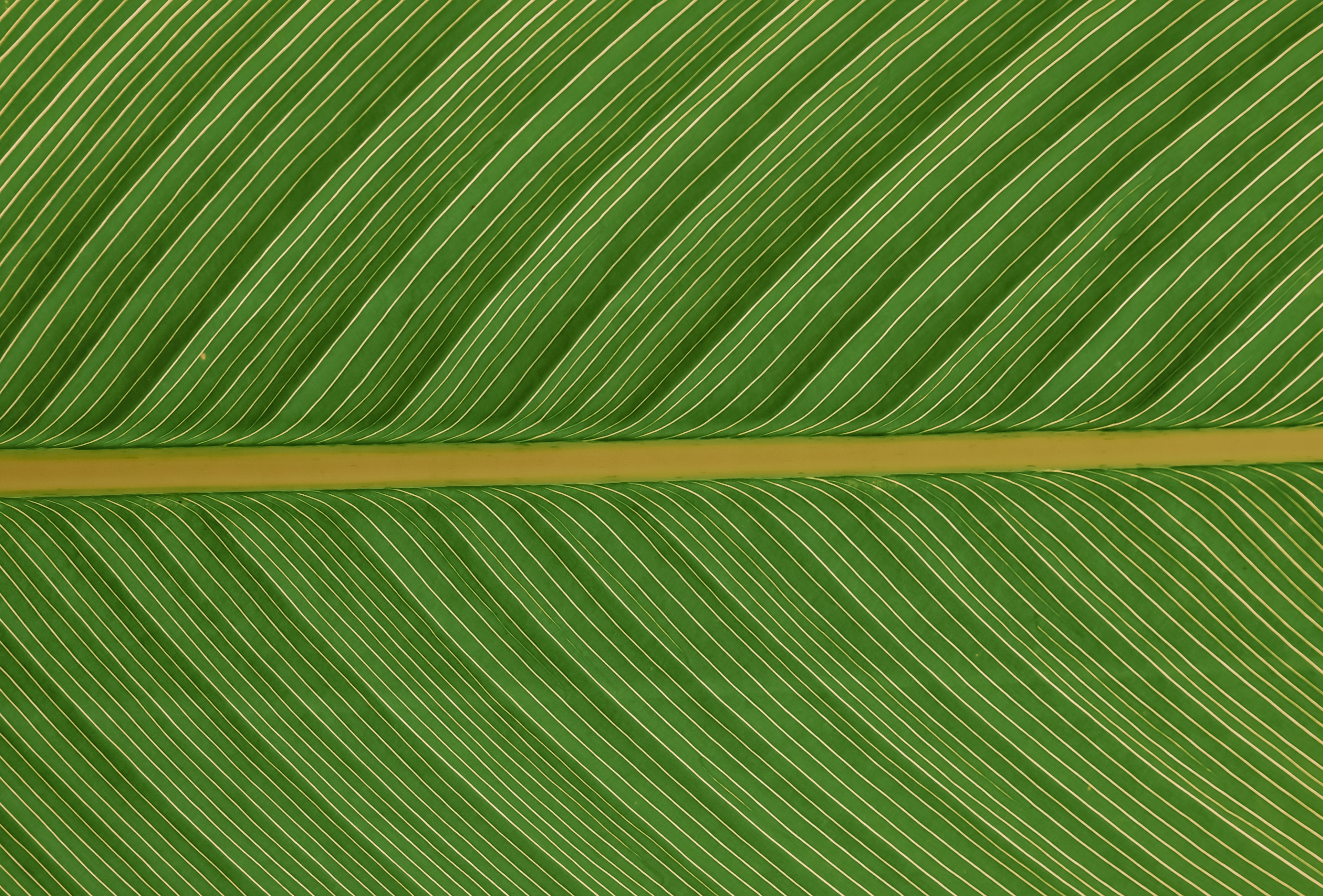 green, plant, macro, sheet, leaf