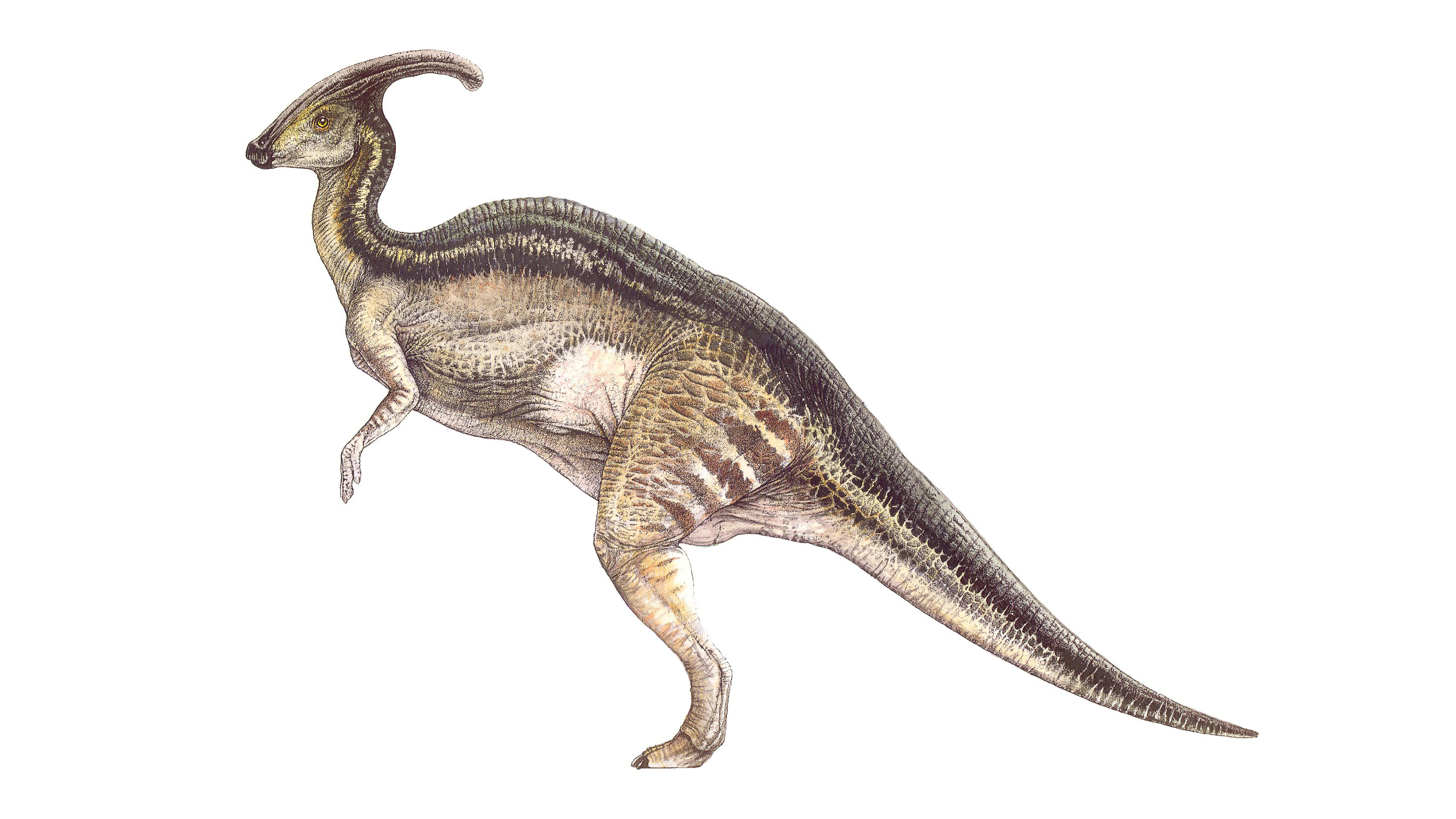 Téléchargez des papiers peints mobile Parasaurolophus, Dinosaure, Dinosaures, Animaux gratuitement.
