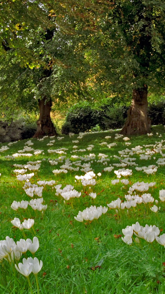 Descarga gratuita de fondo de pantalla para móvil de Naturaleza, Flores, Flor, Parque, Árbol, Azafrán, Tierra/naturaleza.