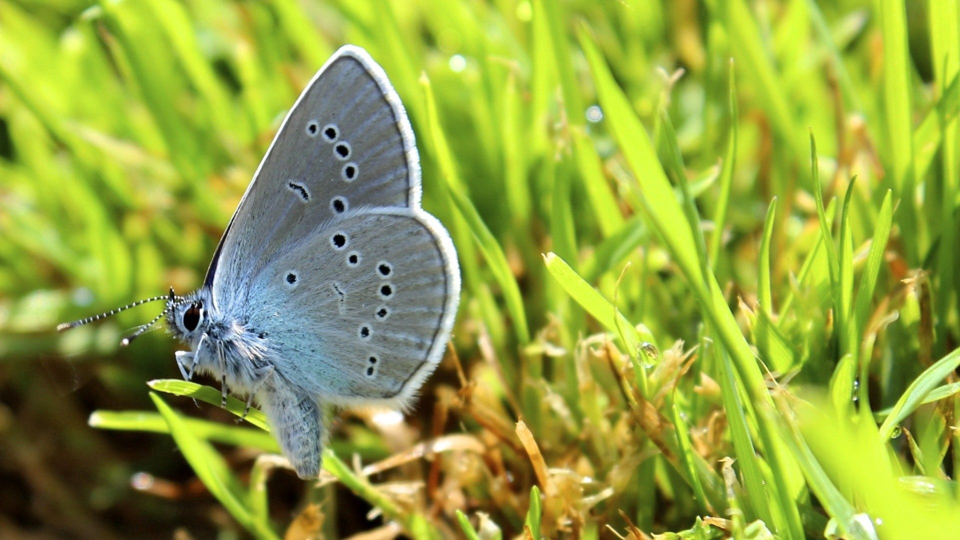 Laden Sie das Grass, Makro, Flügel, Schmetterling-Bild kostenlos auf Ihren PC-Desktop herunter