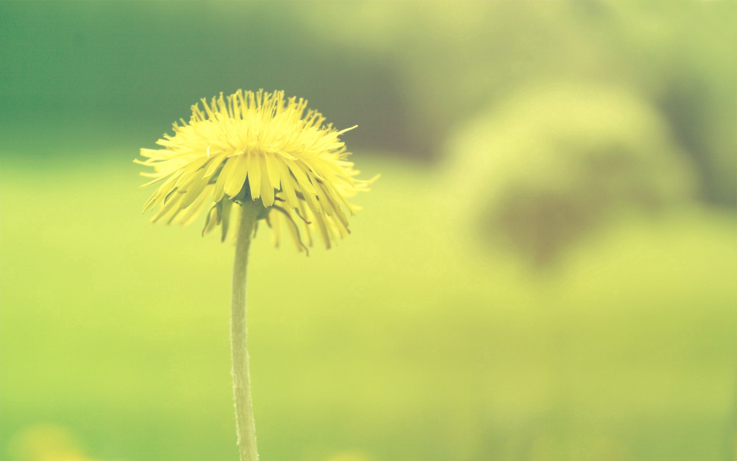 Download mobile wallpaper Flower, Macro, Plant, Smooth, Blur, Dandelion, Background for free.