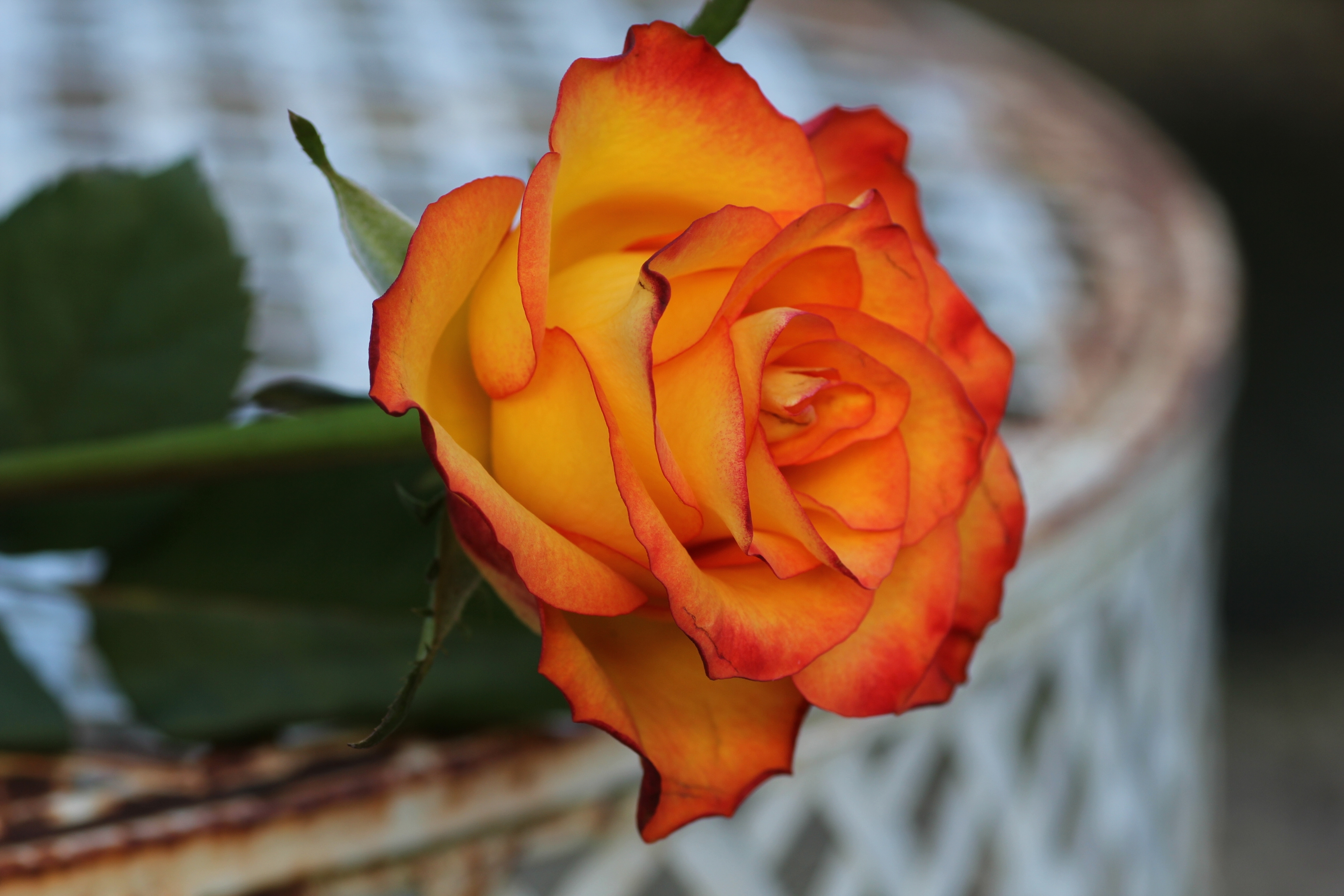 Laden Sie das Blumen, Blume, Makro, Rose, Blütenblatt, Erde/natur-Bild kostenlos auf Ihren PC-Desktop herunter