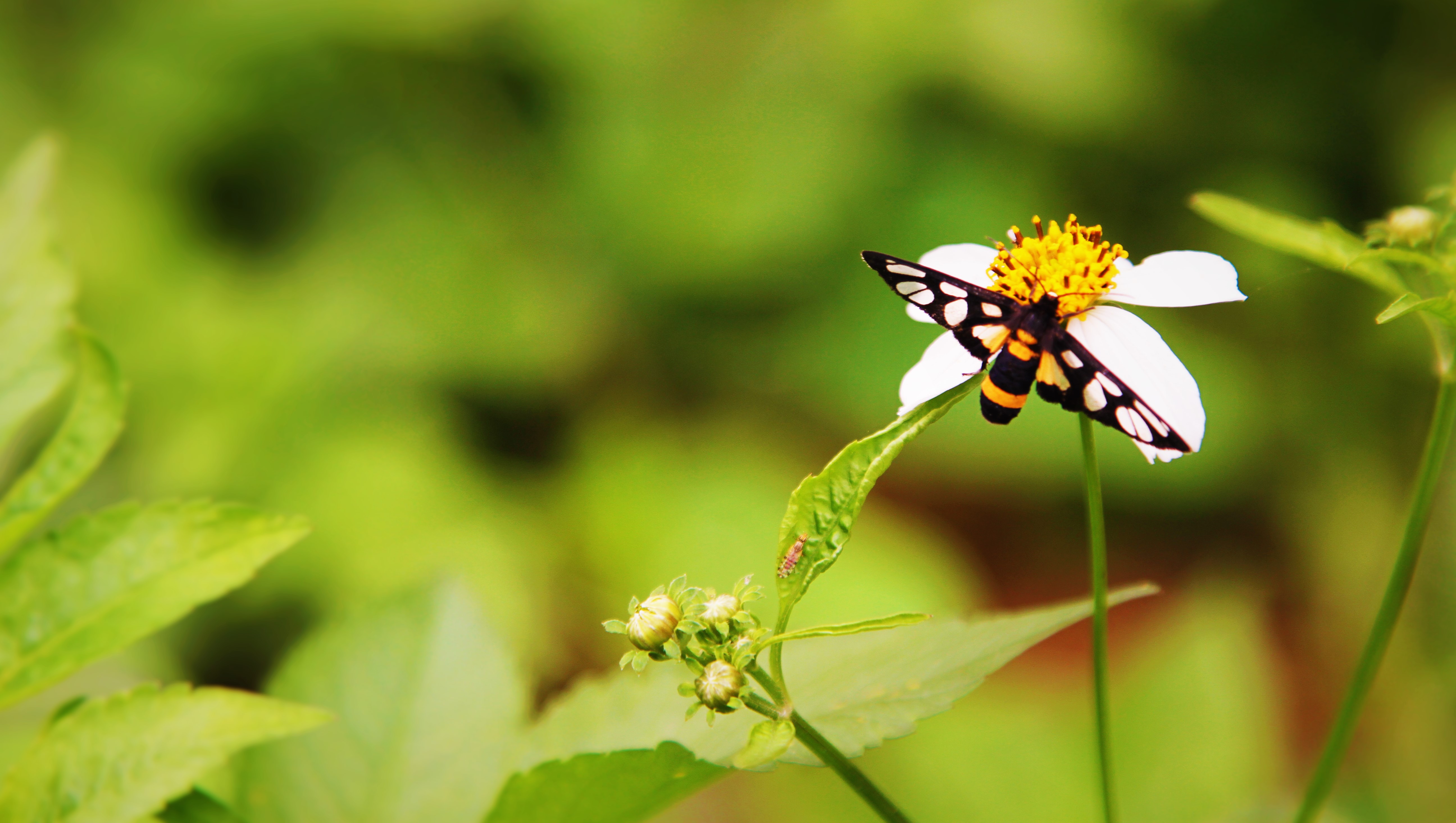 Download mobile wallpaper Flower, Blur, Insect, Butterfly, Animal for free.