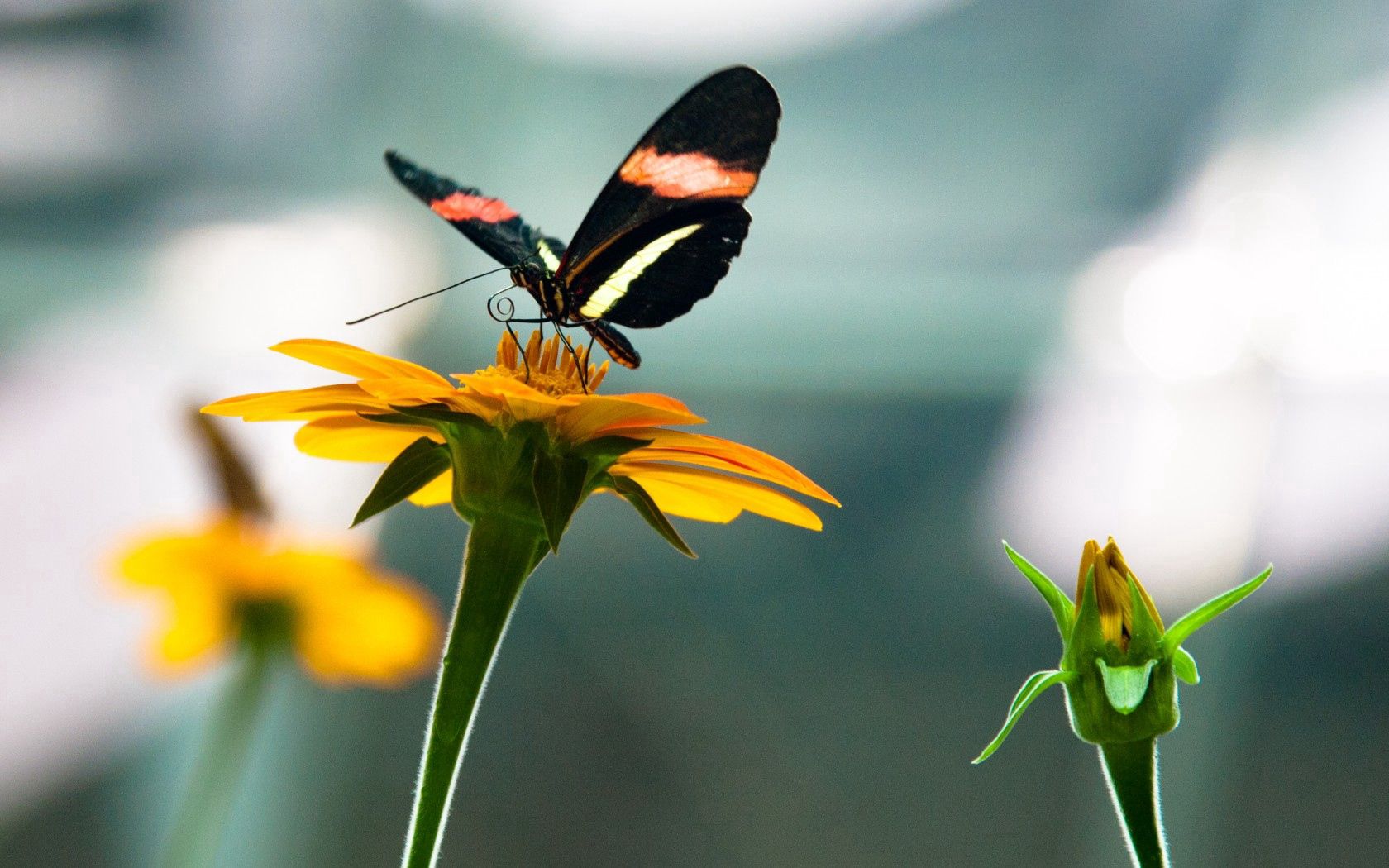 Descarga gratuita de fondo de pantalla para móvil de Insecto, Macro, Naturaleza, Mariposa, Flores.