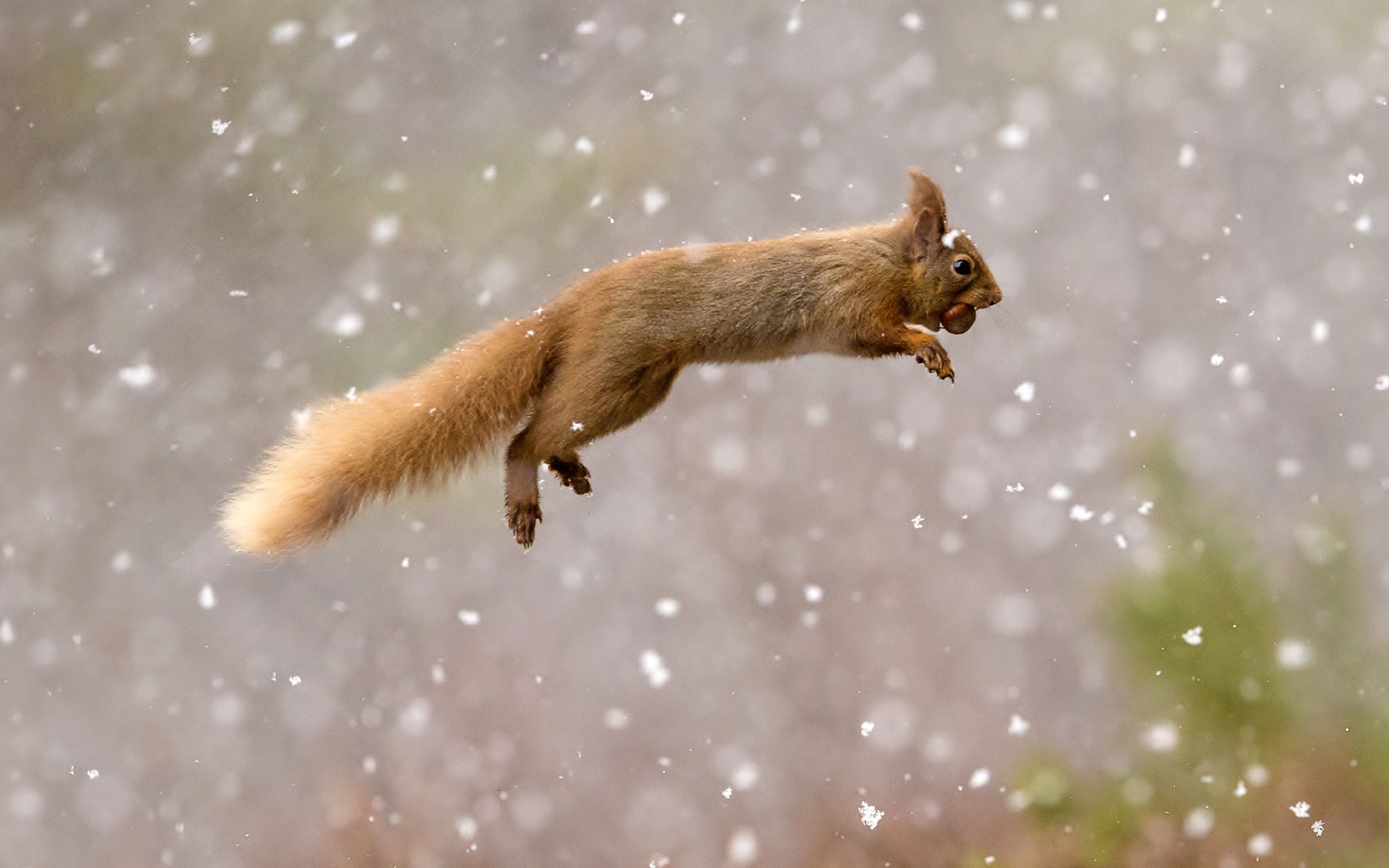 Laden Sie Rotes Eichhörnchen HD-Desktop-Hintergründe herunter