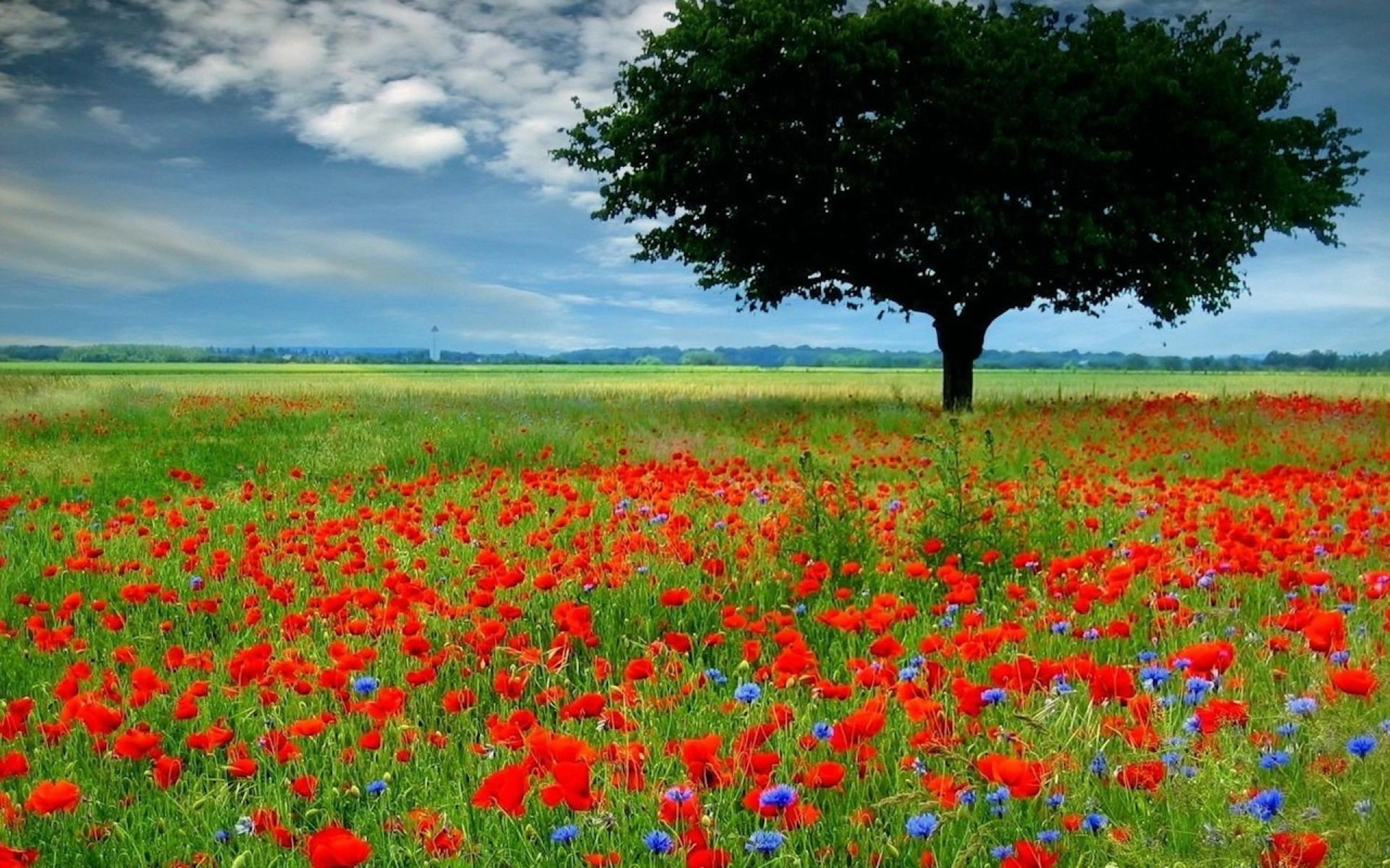 Download mobile wallpaper Landscape, Nature, Tree, Earth, Field, Poppy, Red Flower for free.