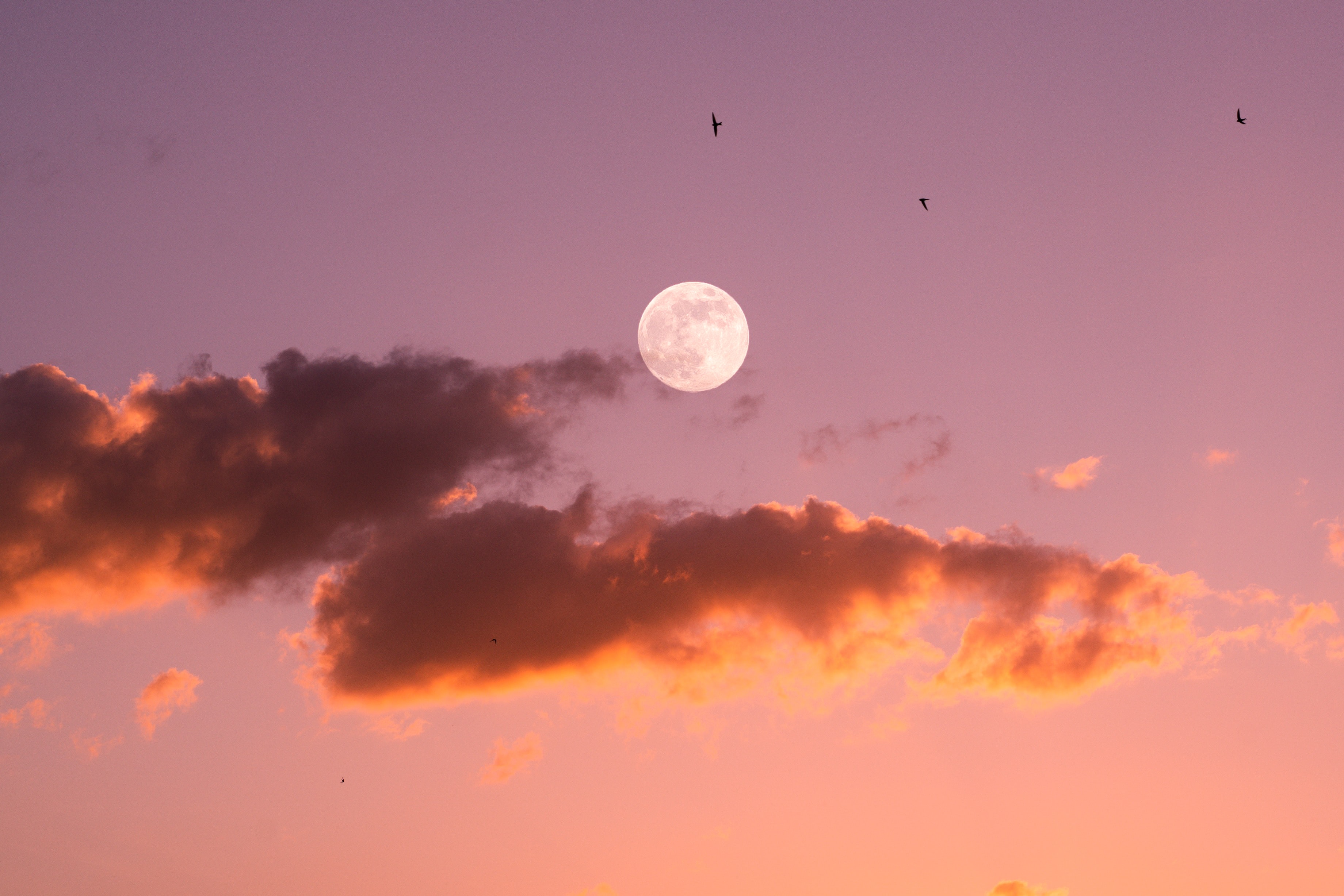 Download mobile wallpaper Sky, Sunset, Nature, Birds, Moon for free.