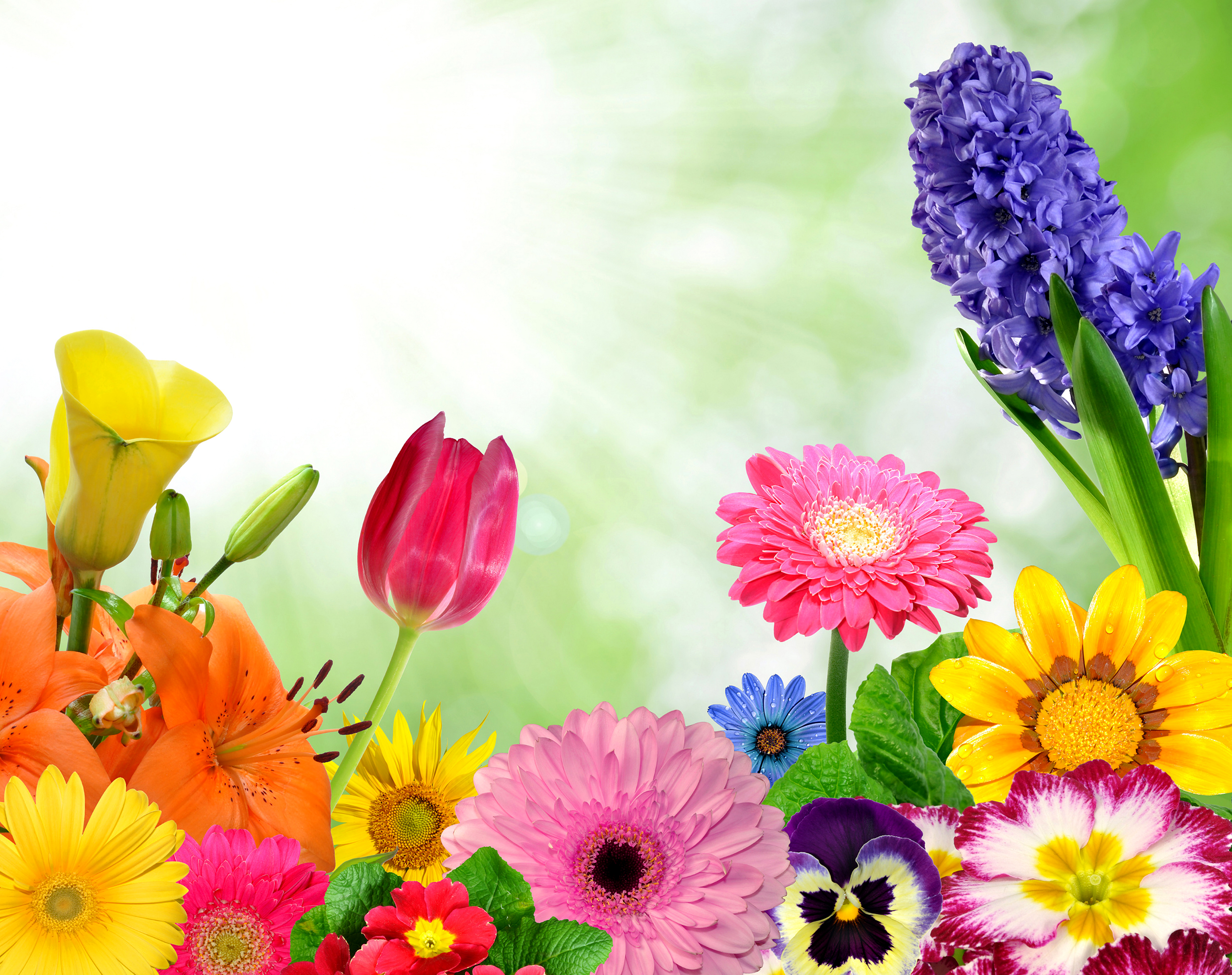 Download mobile wallpaper Flowers, Flower, Colors, Colorful, Artistic, Yellow Flower, Purple Flower, Red Flower, Pink Flower, Orange Flower for free.