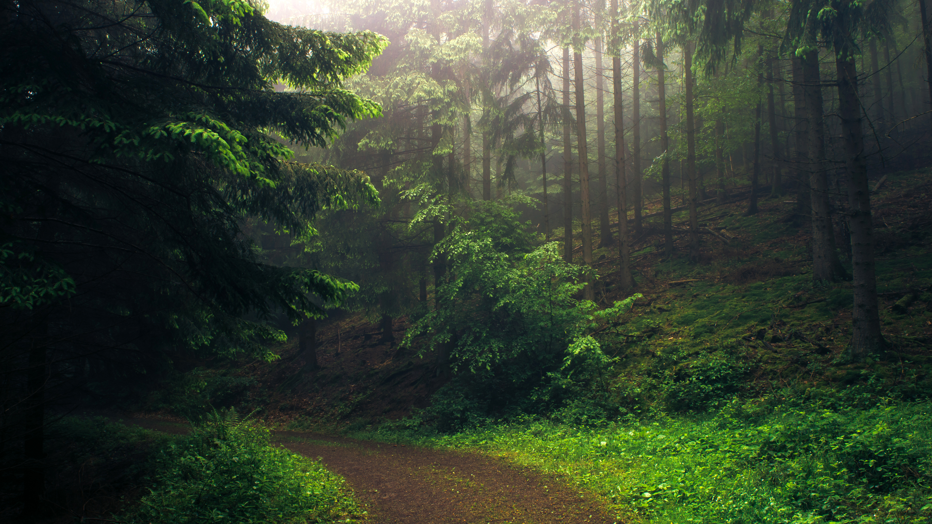 Free download wallpaper Road, Forest, Tree, Man Made, Dirt Road on your PC desktop