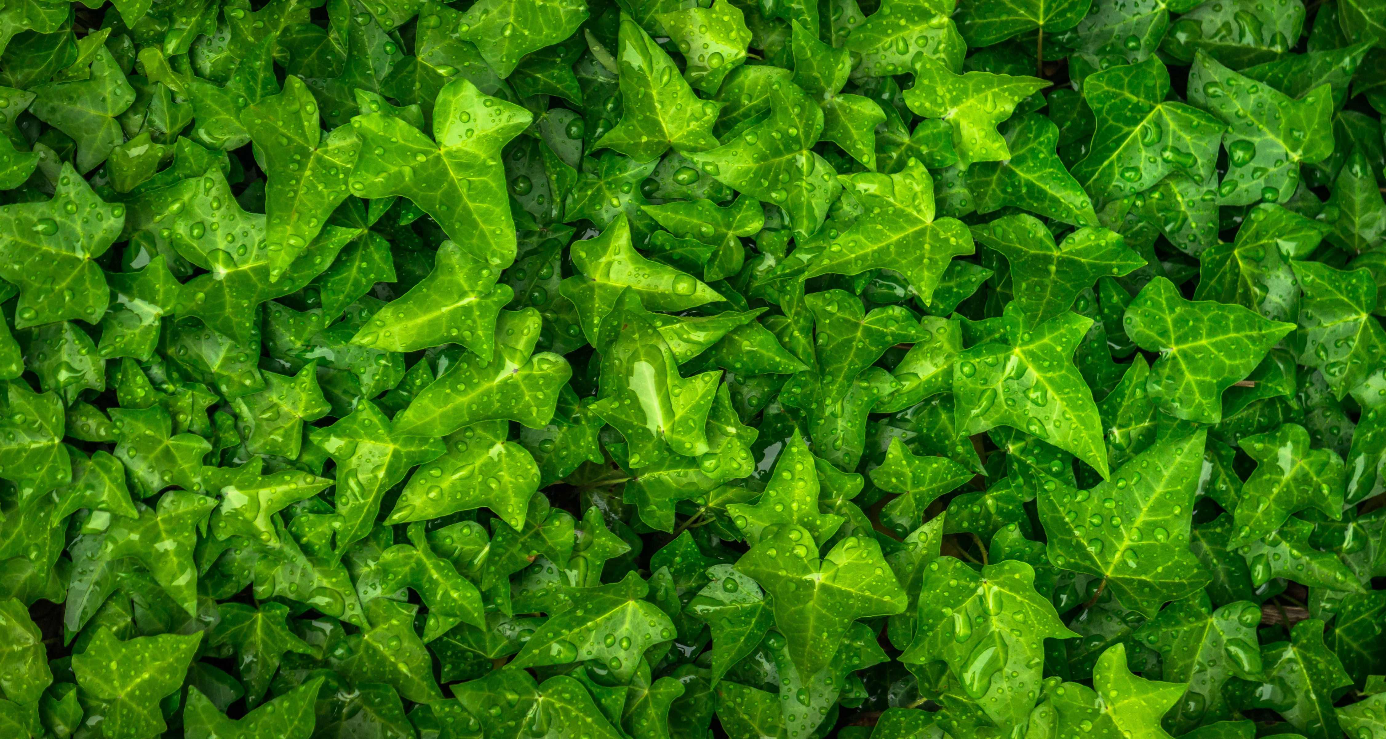 leaves, green, drops, plant, macro, ivy HD for desktop 1080p