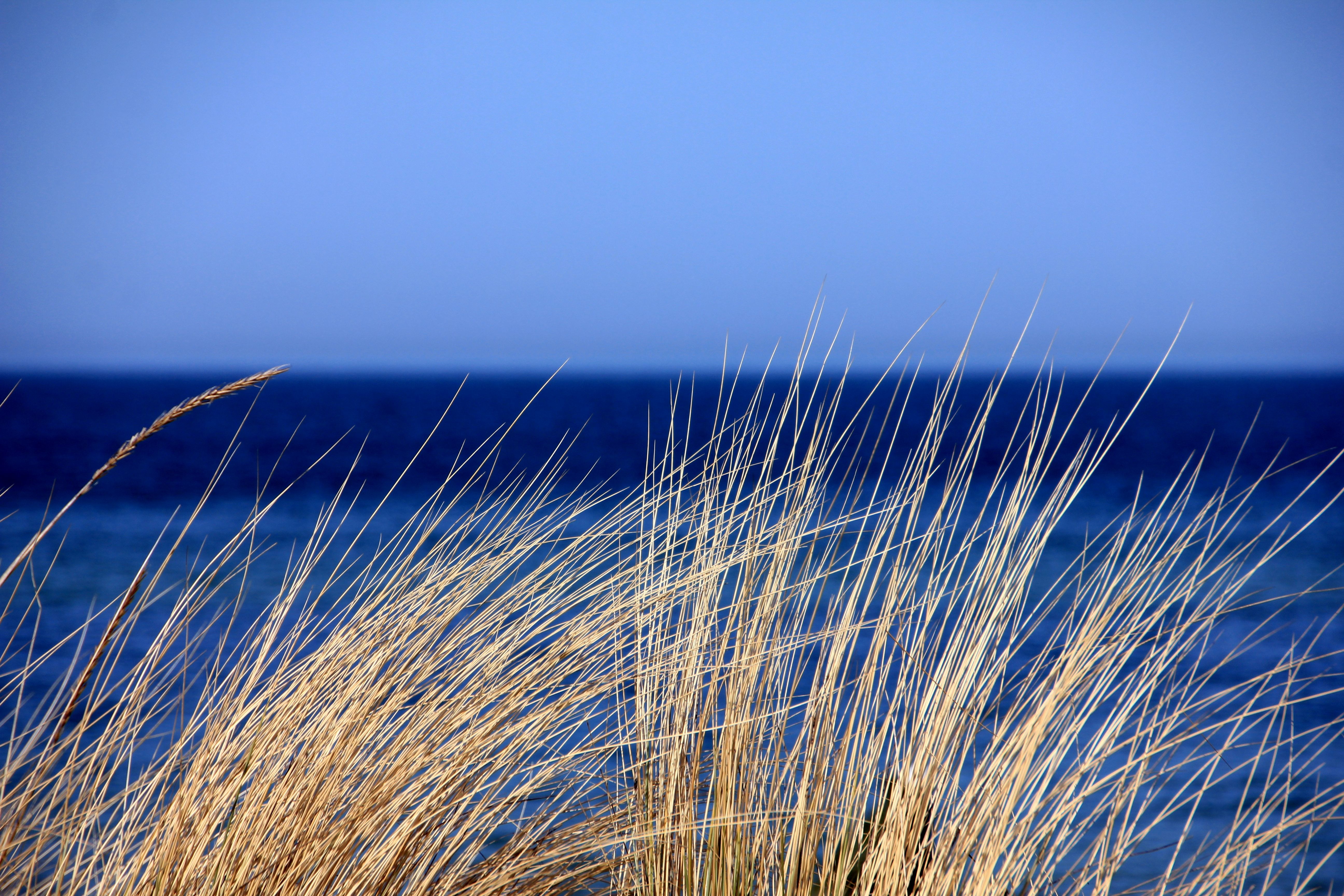 Free download wallpaper Nature, Grass, Horizon, Ocean, Earth on your PC desktop