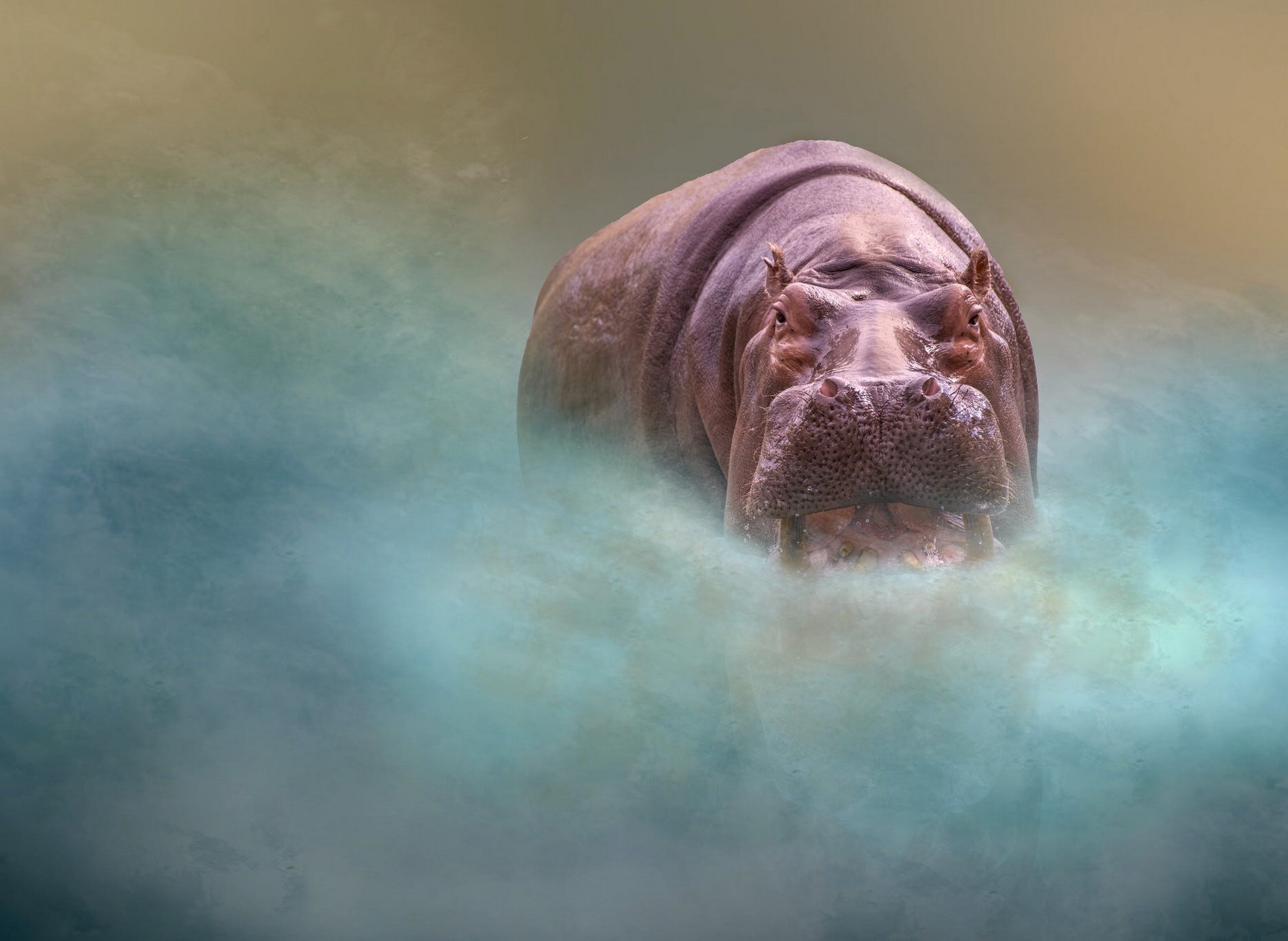 Free download wallpaper Animal, Hippo on your PC desktop