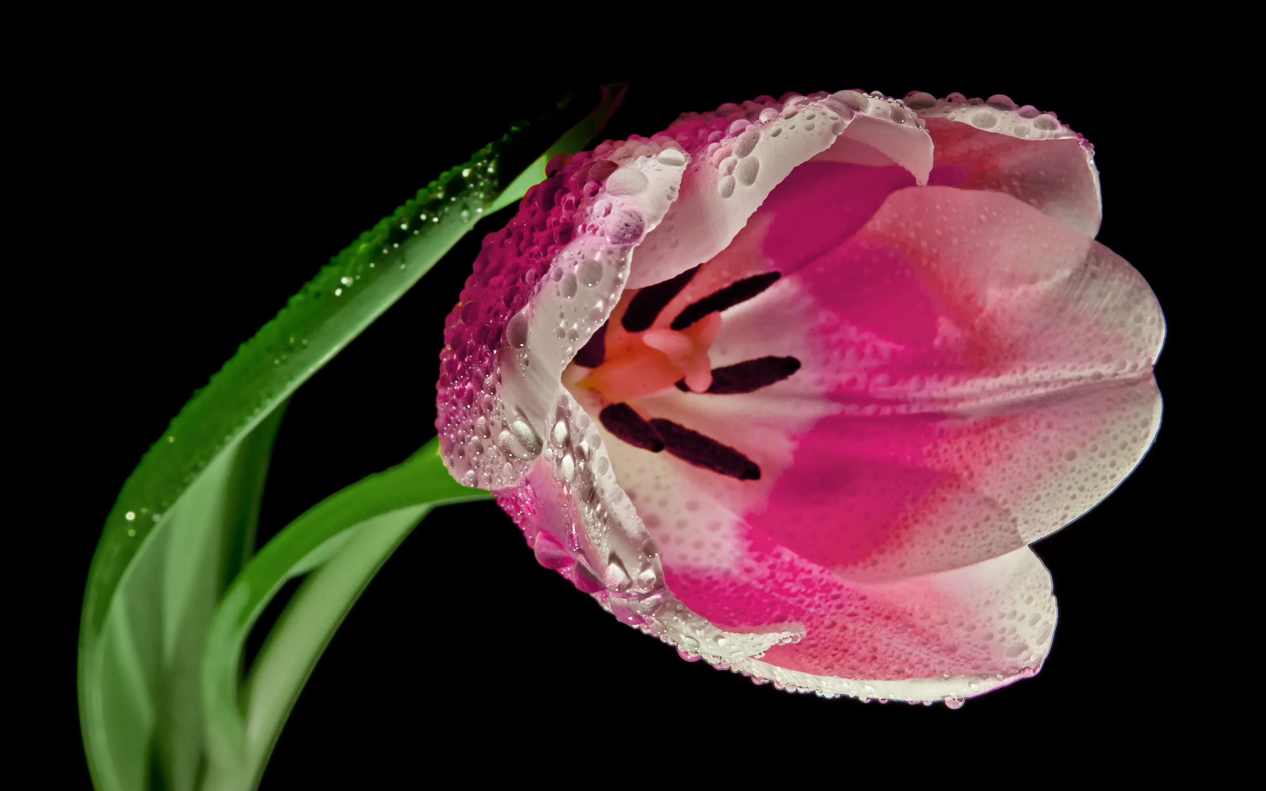earth, tulip, dew drop, flower, macro, pink flower, stem, water drop, flowers