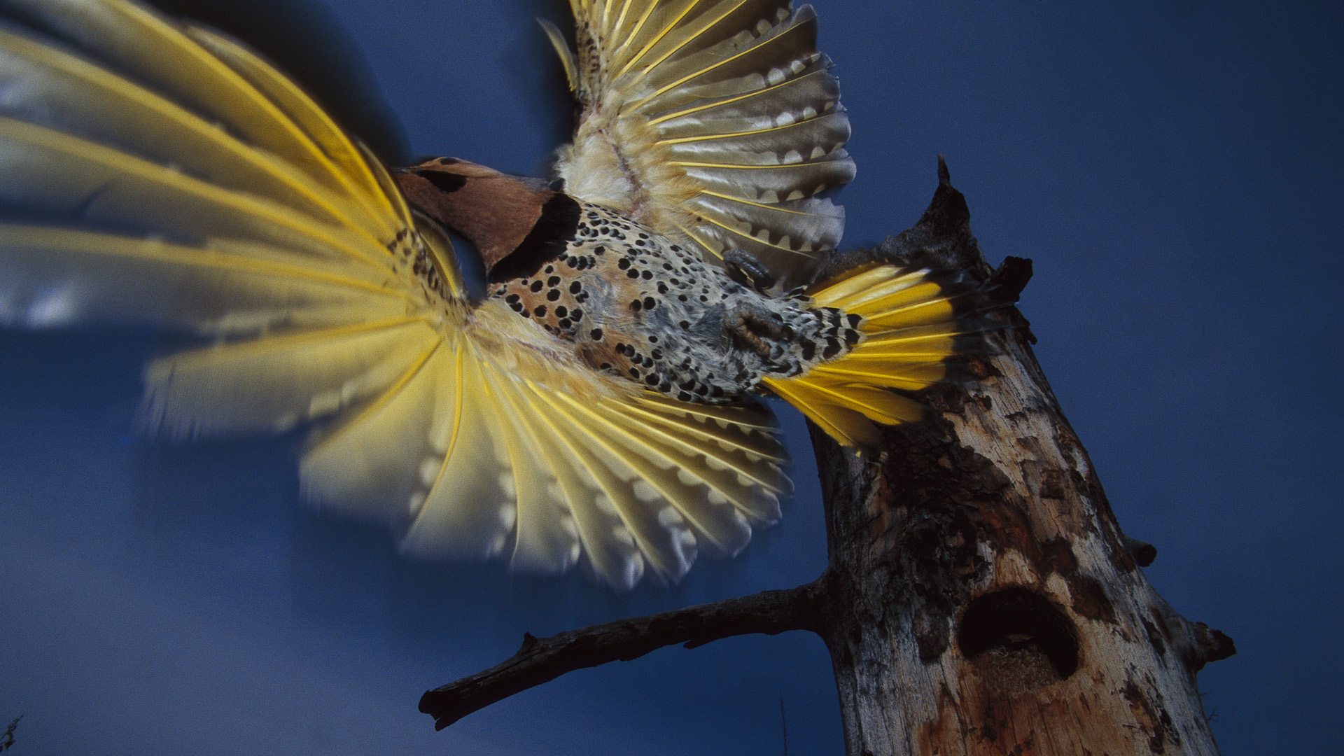 Baixe gratuitamente a imagem Pássaro, Aves, Animais na área de trabalho do seu PC