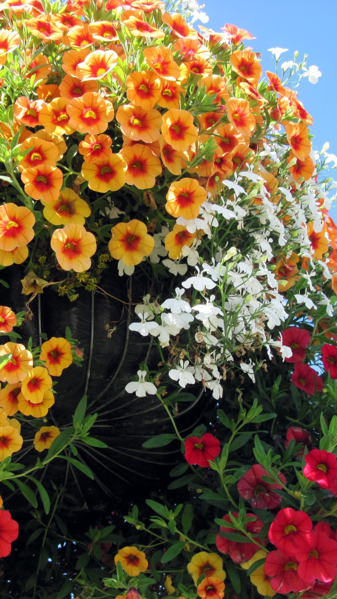 無料モバイル壁紙花, 工場, 閉じる, 黄色い花, 白い花, 赤い花, マンメイドをダウンロードします。