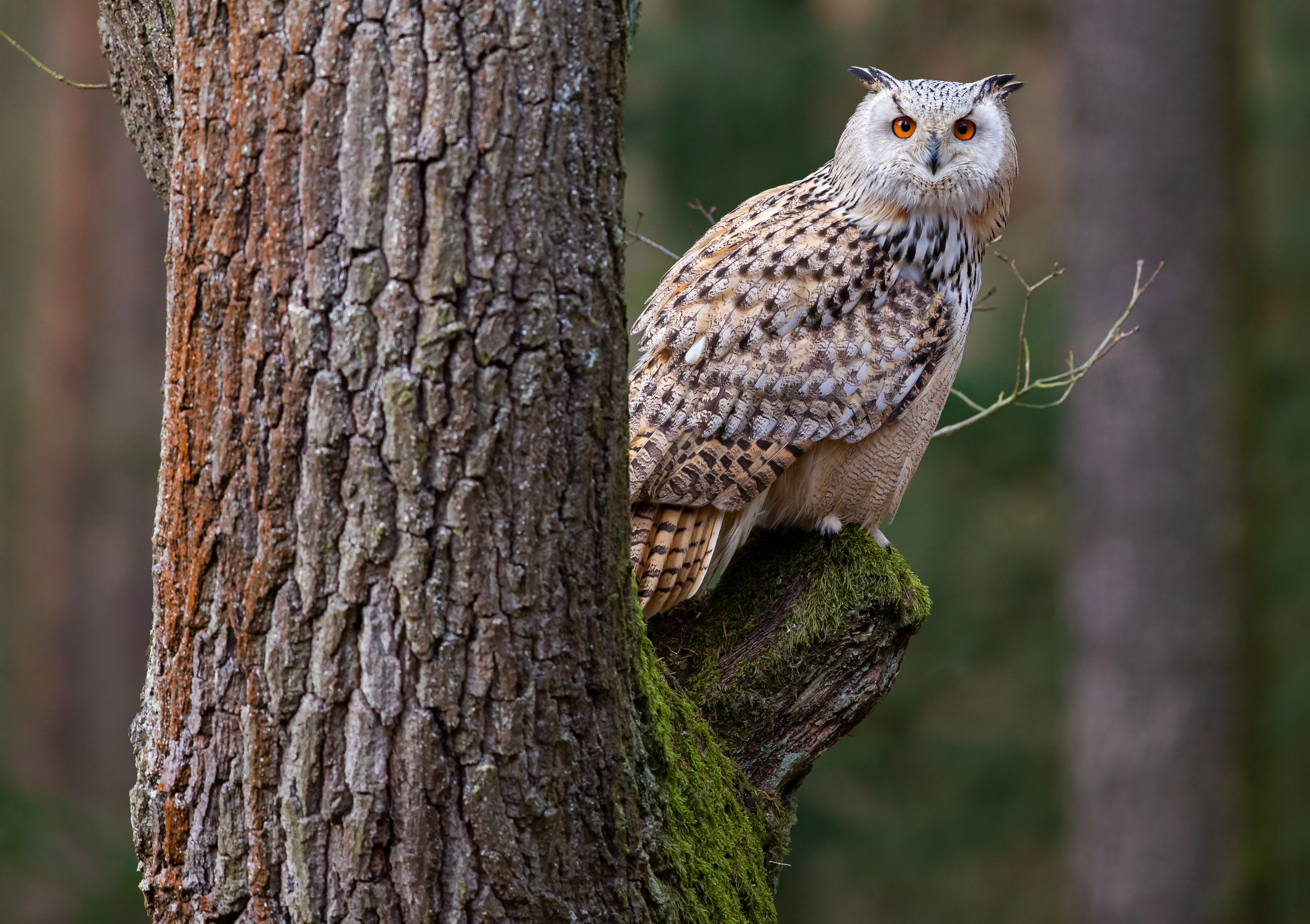 Free download wallpaper Birds, Owl, Bird, Animal on your PC desktop