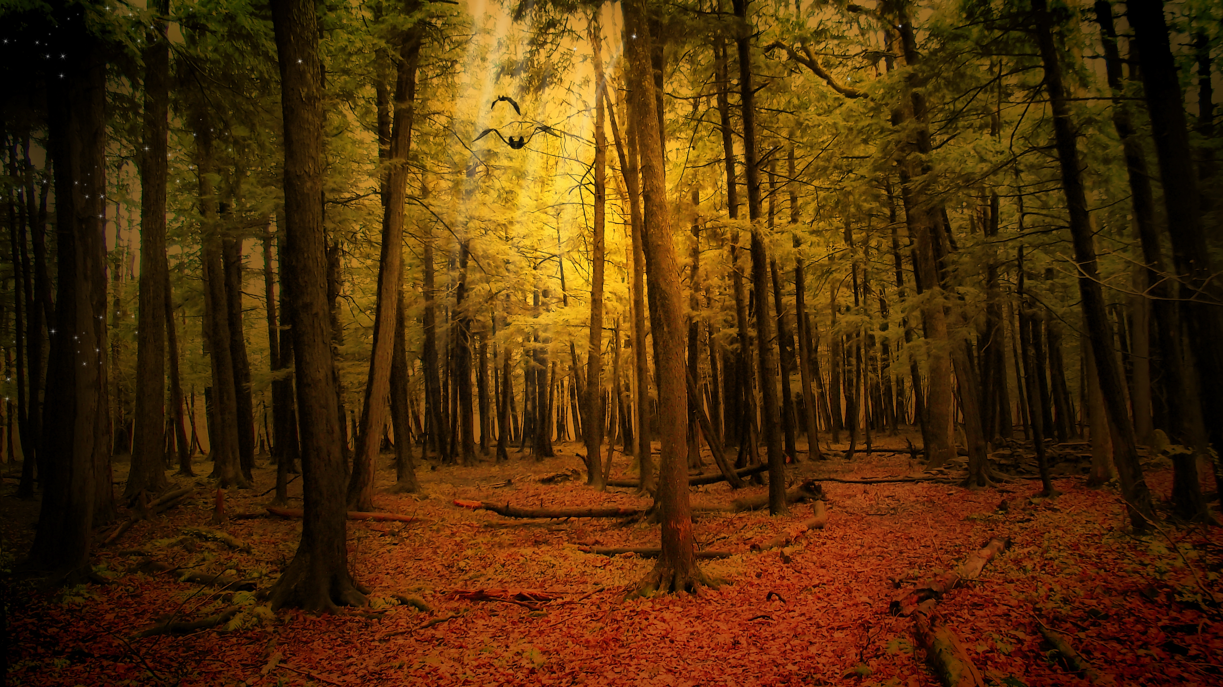 Скачать картинку Пейзаж, Лес, Природа, Осень в телефон бесплатно.