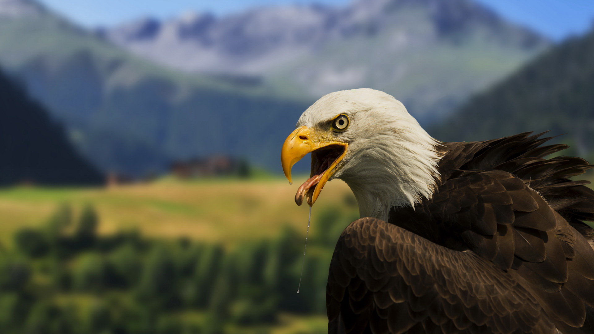 Download mobile wallpaper Bald Eagle, Birds, Animal for free.