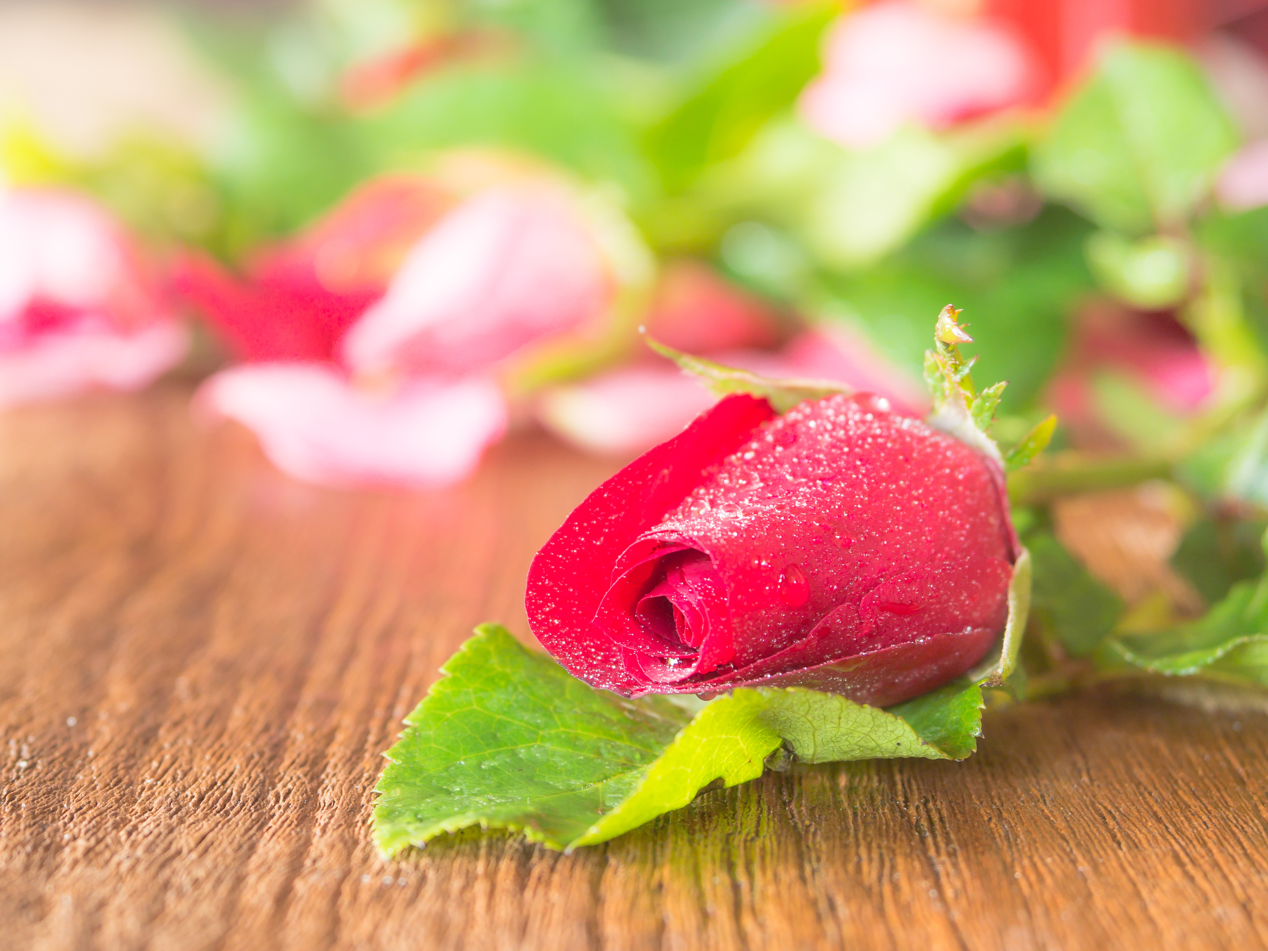 Descarga gratuita de fondo de pantalla para móvil de Flores, Rosa, Flor, Flor Rosa, Tierra/naturaleza.