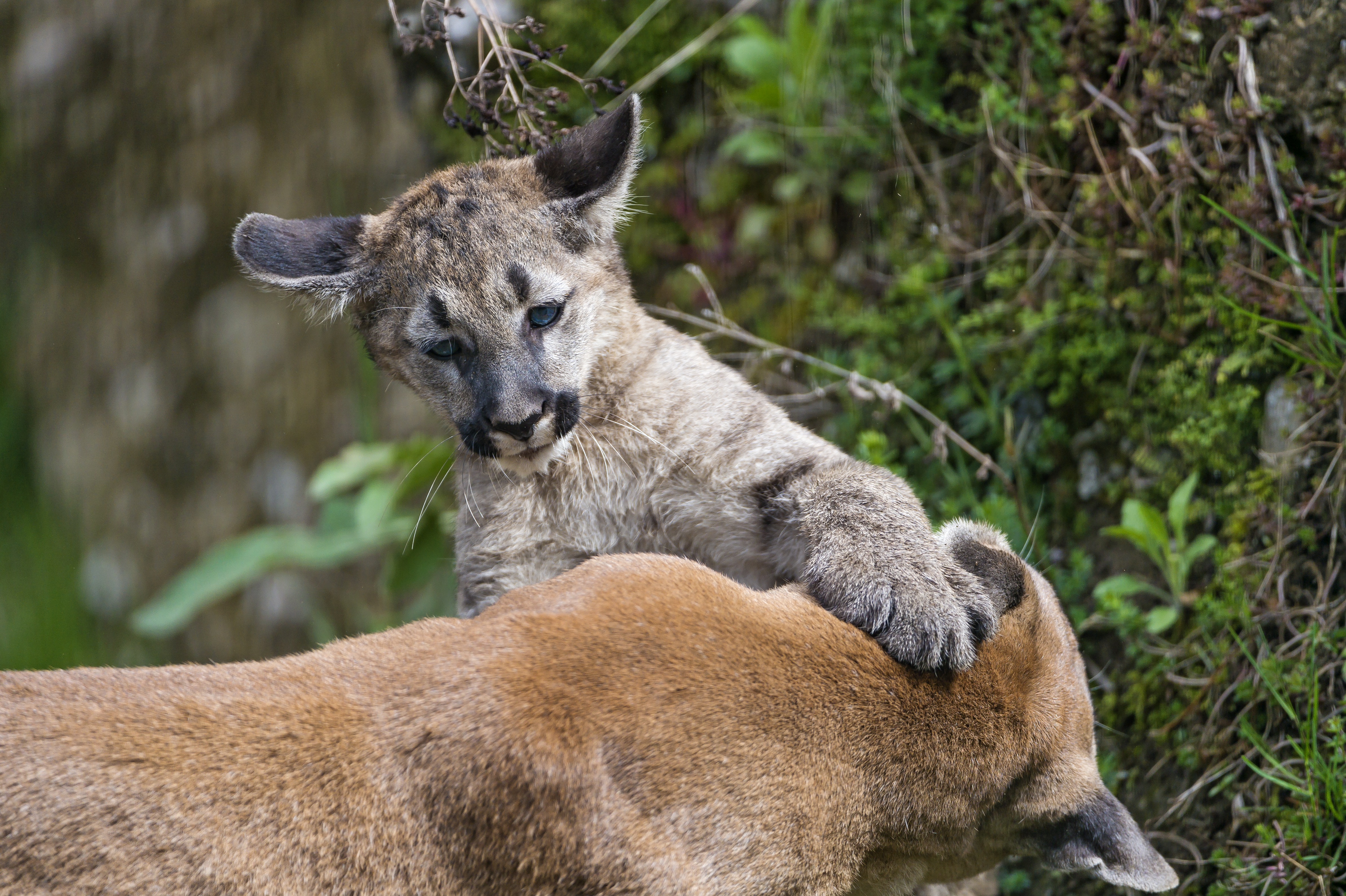 Téléchargez gratuitement l'image Animaux, Chats, Puma sur le bureau de votre PC