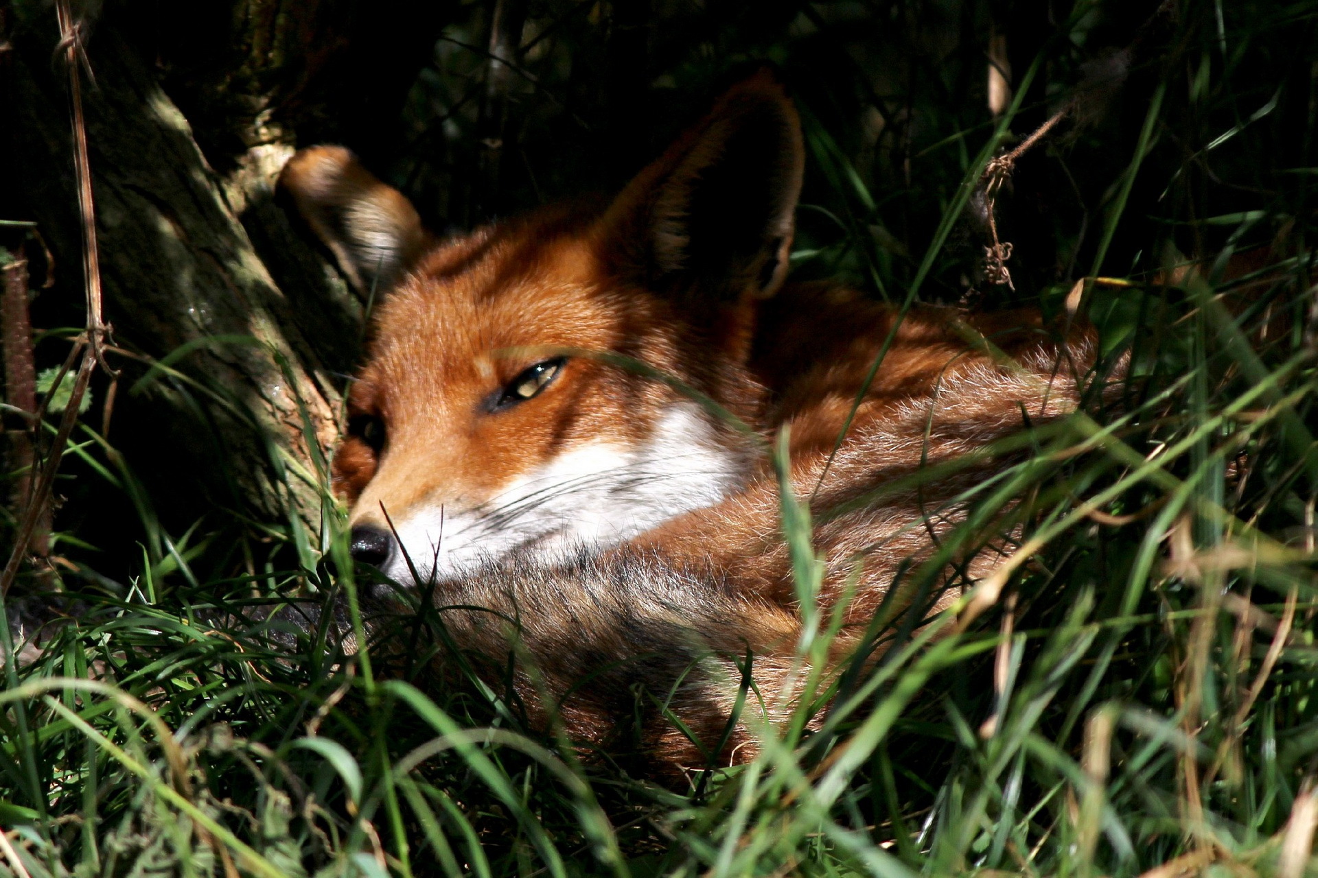 Descarga gratuita de fondo de pantalla para móvil de Animales, Zorro.