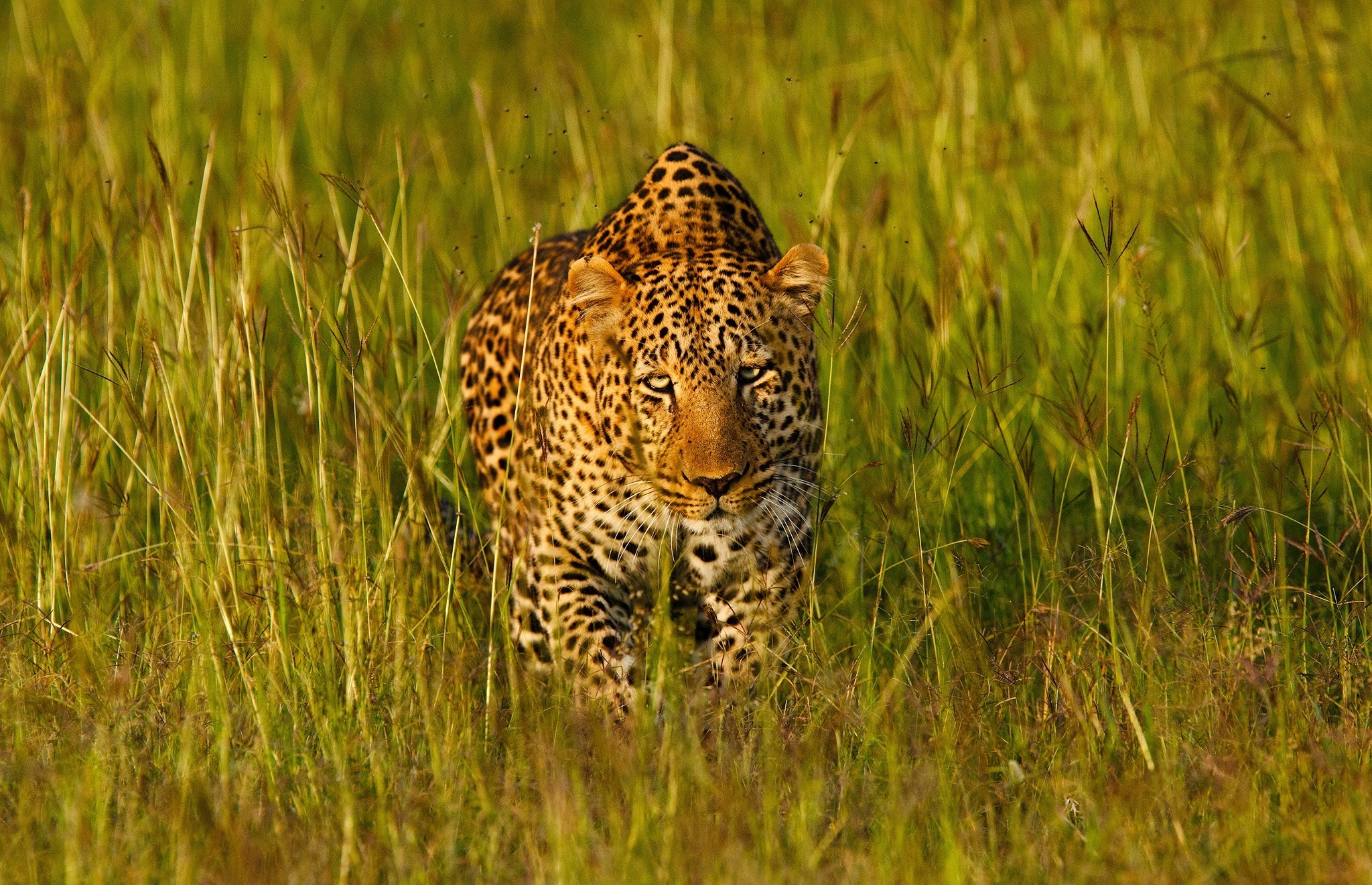 Download mobile wallpaper Cats, Grass, Leopard, Animal for free.