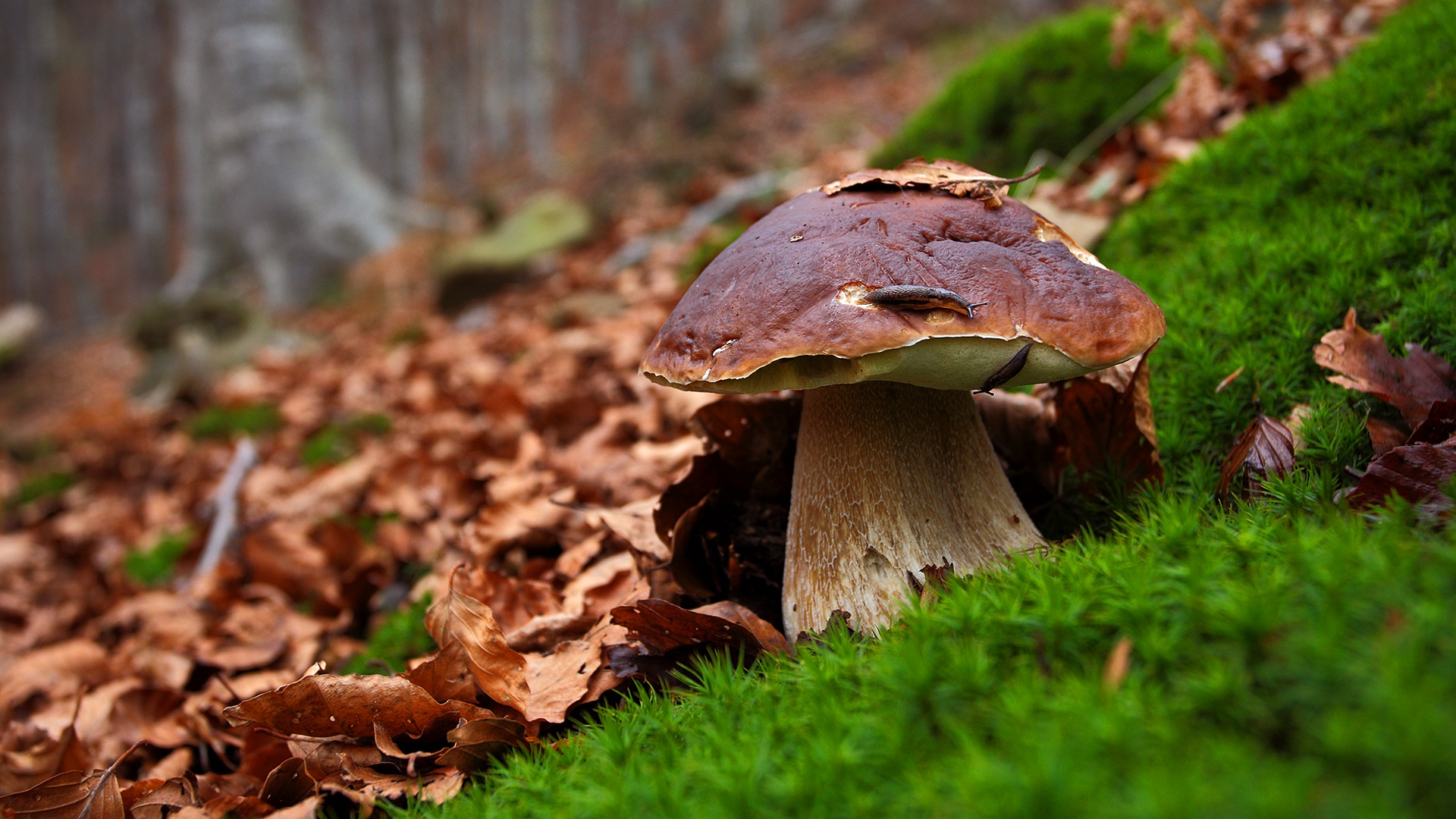 Download mobile wallpaper Earth, Mushroom for free.