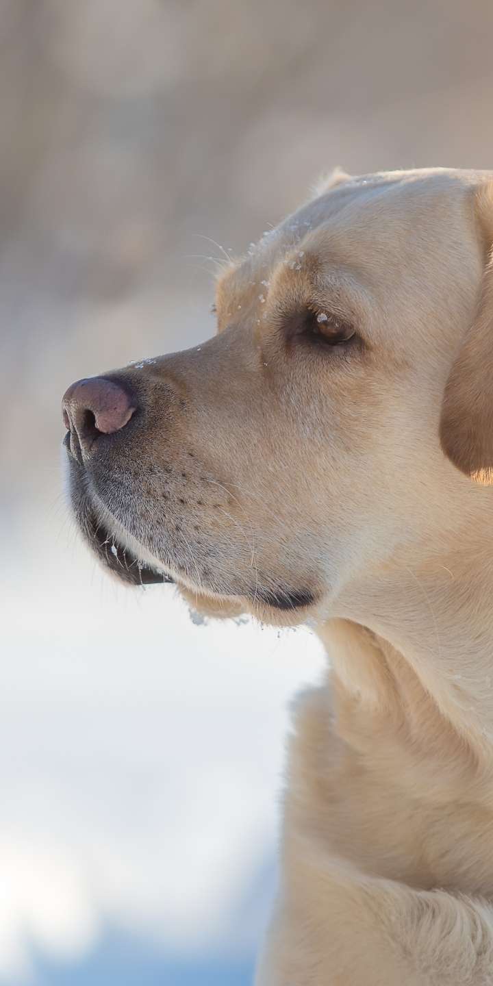 Handy-Wallpaper Tiere, Hunde, Hund, Golden Retriever, Labrador Retriever kostenlos herunterladen.