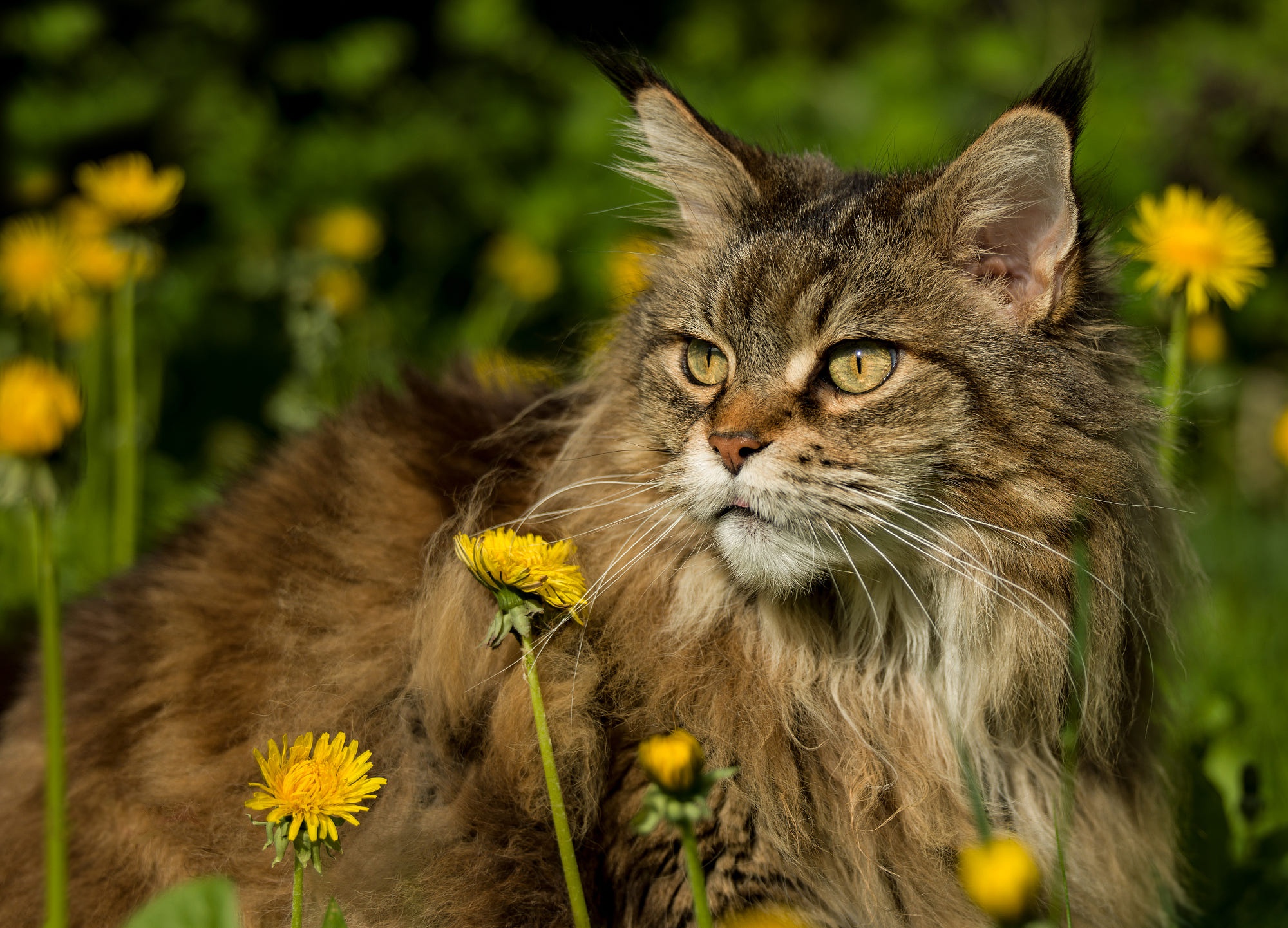 animal, cat, maine coon, cats