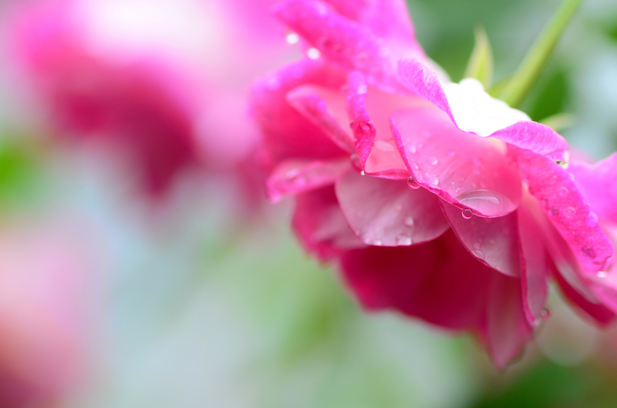 Laden Sie das Blumen, Blume, Rose, Nahansicht, Verwischen, Wassertropfen, Erde/natur, Pinke Blume-Bild kostenlos auf Ihren PC-Desktop herunter