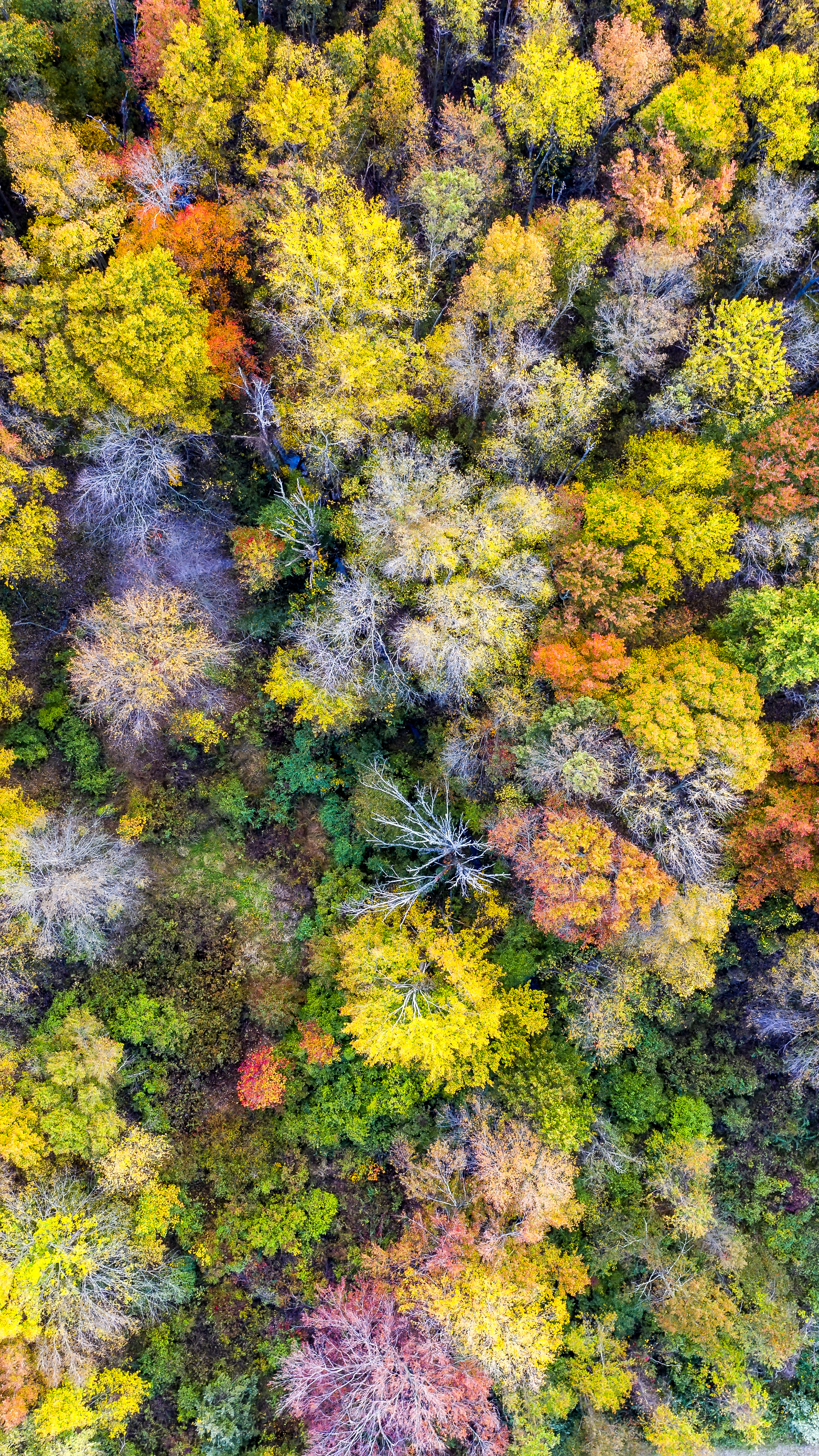 view from above, trees, nature, forest HD wallpaper