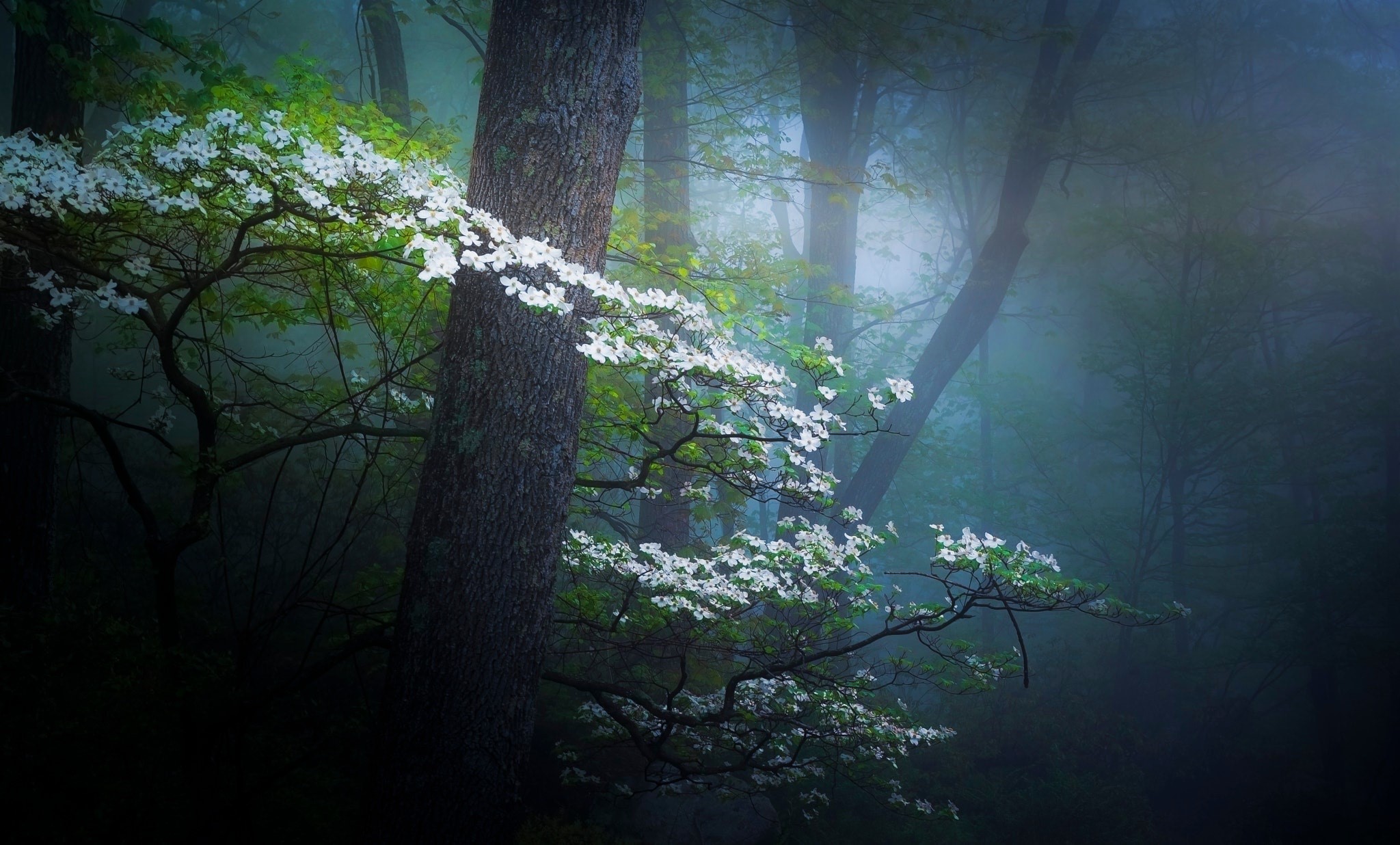Laden Sie das Blume, Wald, Nebel, Frühling, Weiße Blume, Erde/natur-Bild kostenlos auf Ihren PC-Desktop herunter