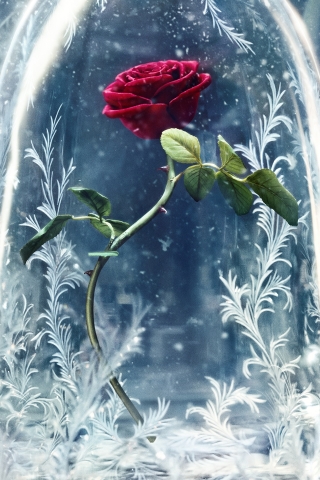 Скачать картинку Кино, Цветок, Роза, Красная Роза, Красавица И Чудовище (2017) в телефон бесплатно.