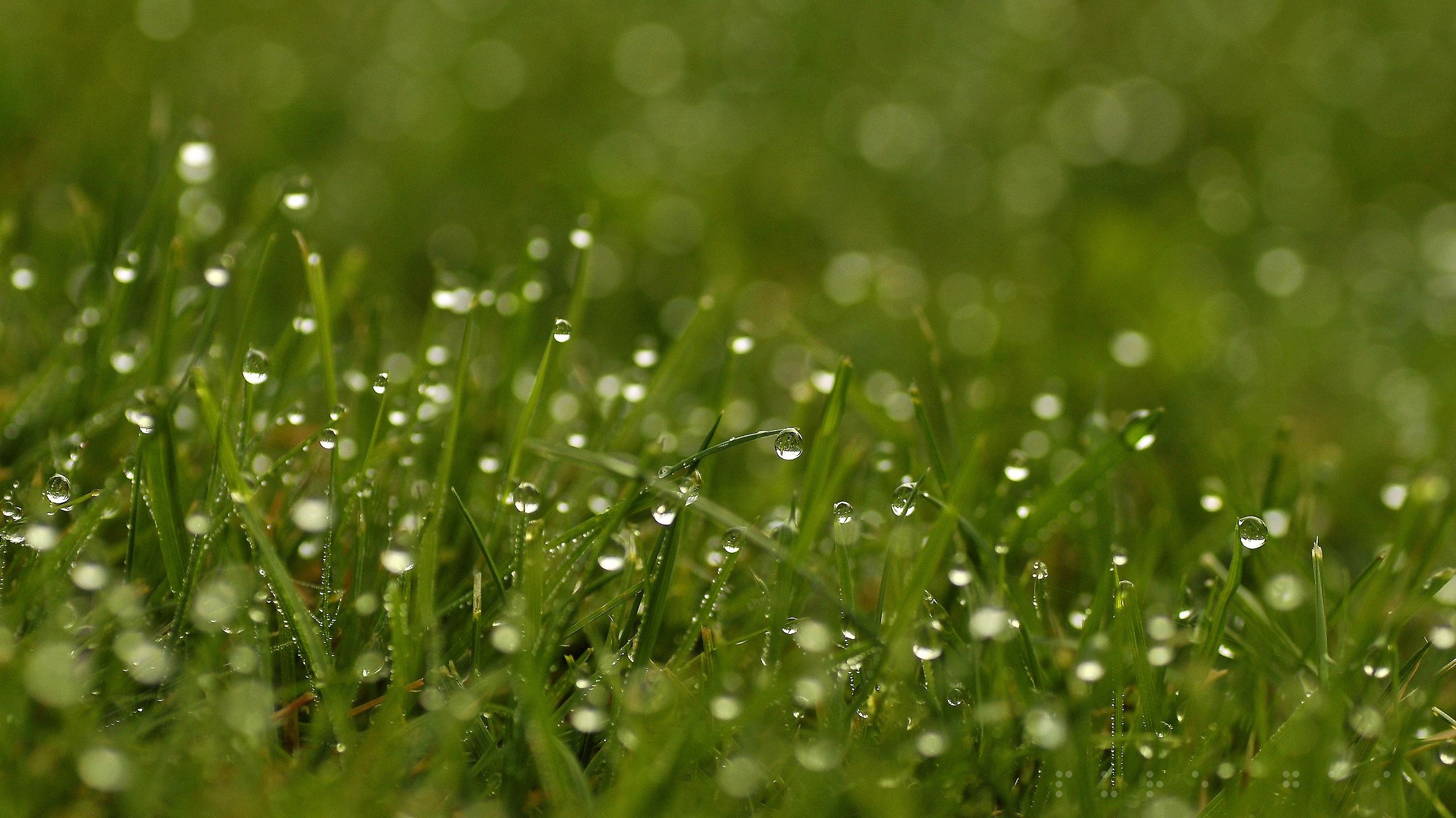 Download mobile wallpaper Grass, Macro, Dew, Light Coloured, Drops, Light for free.