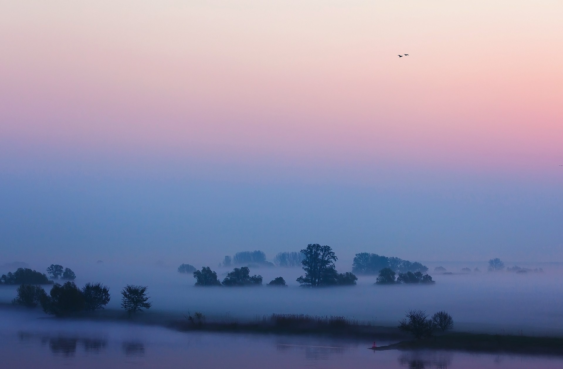 earth, fog, bird, bush, dawn, flight