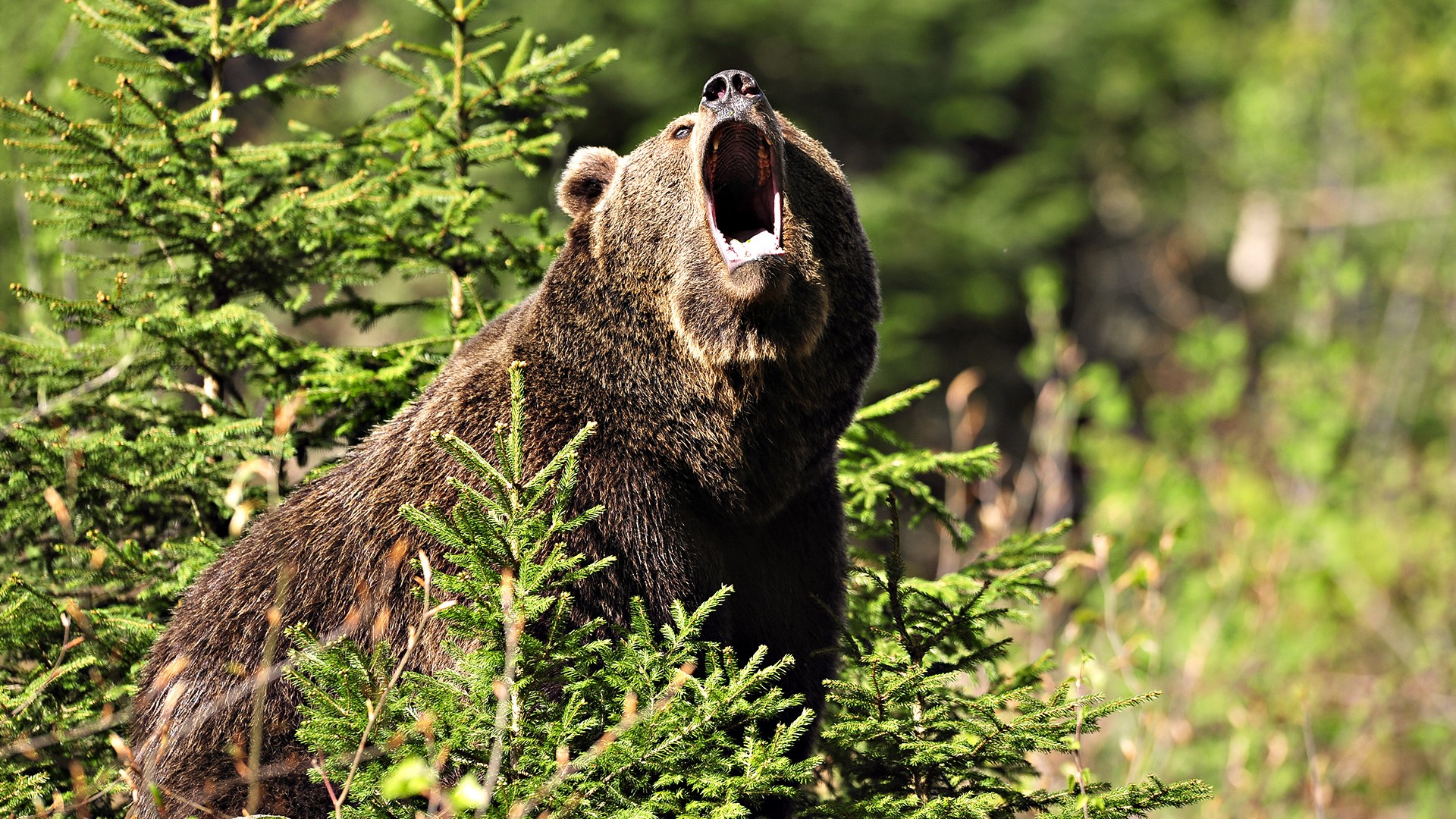 Baixe gratuitamente a imagem Animais, Urso, Ursos na área de trabalho do seu PC