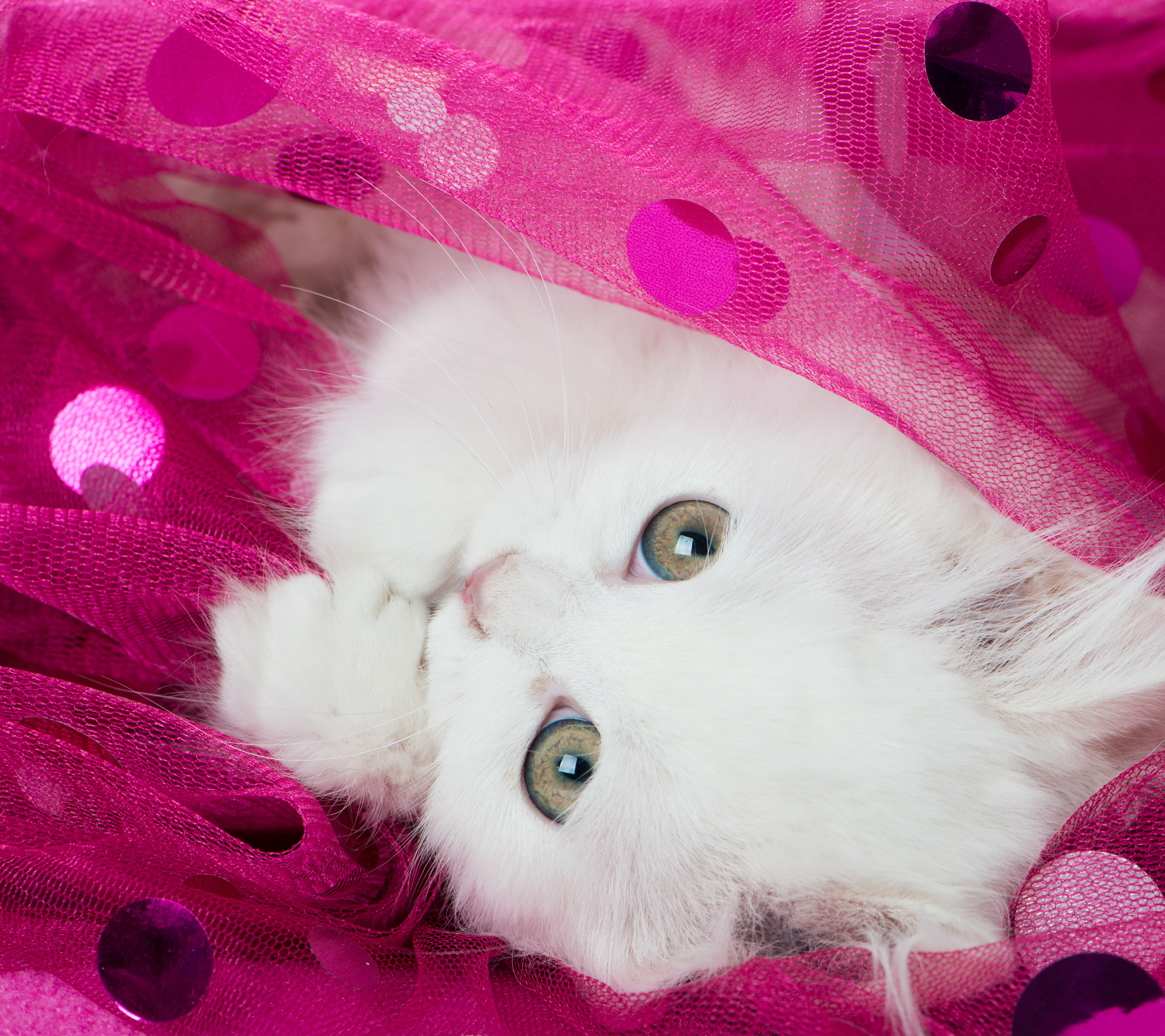 Laden Sie das Tiere, Katzen, Katze, Flauschige, Kätzchen, Süß, Nahansicht-Bild kostenlos auf Ihren PC-Desktop herunter