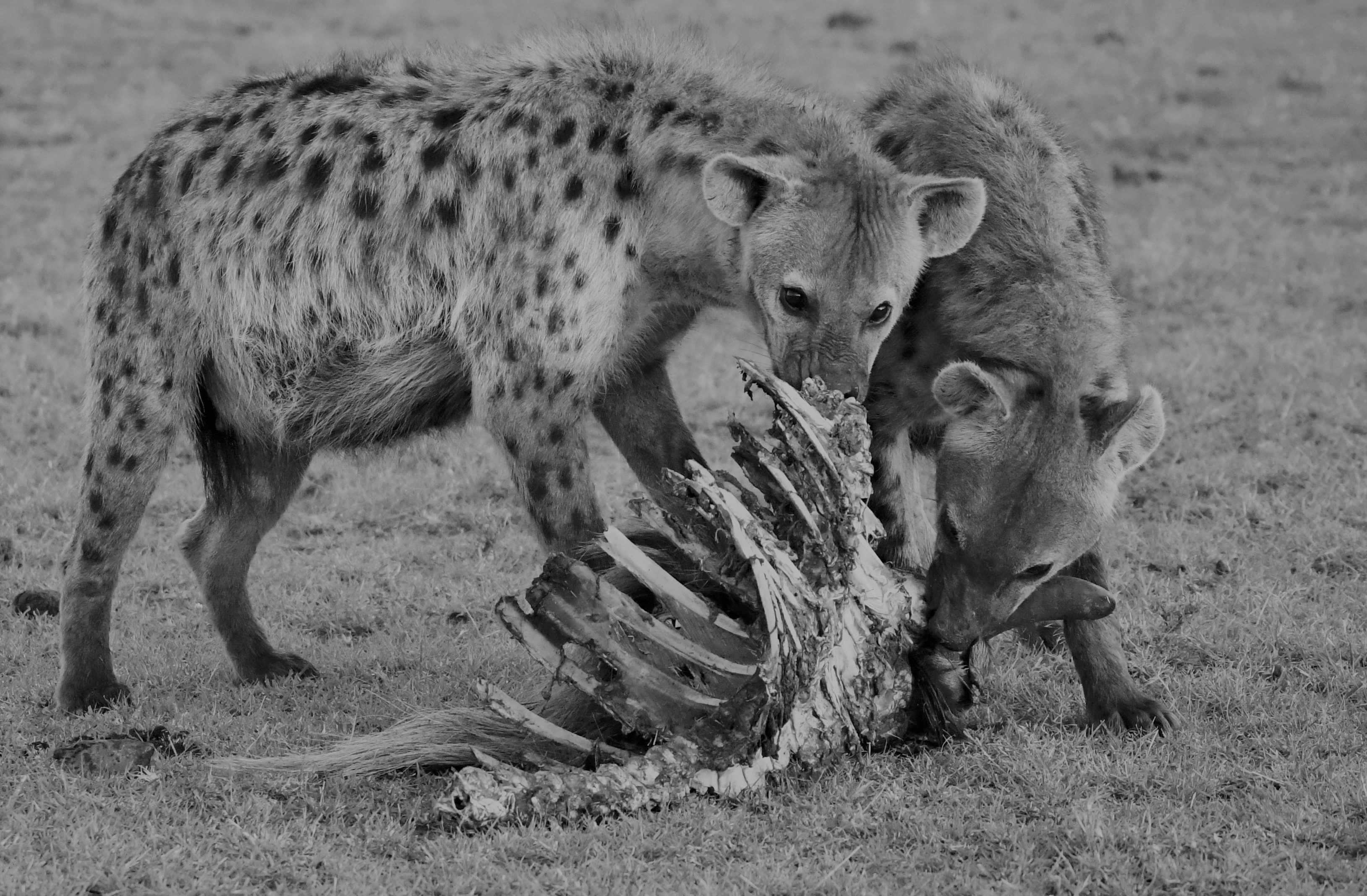 1035140壁紙のダウンロード動物, ブチハイエナ, アフリカ, 骨格, 食べる, マサイマラ国立保護区-スクリーンセーバーと写真を無料で