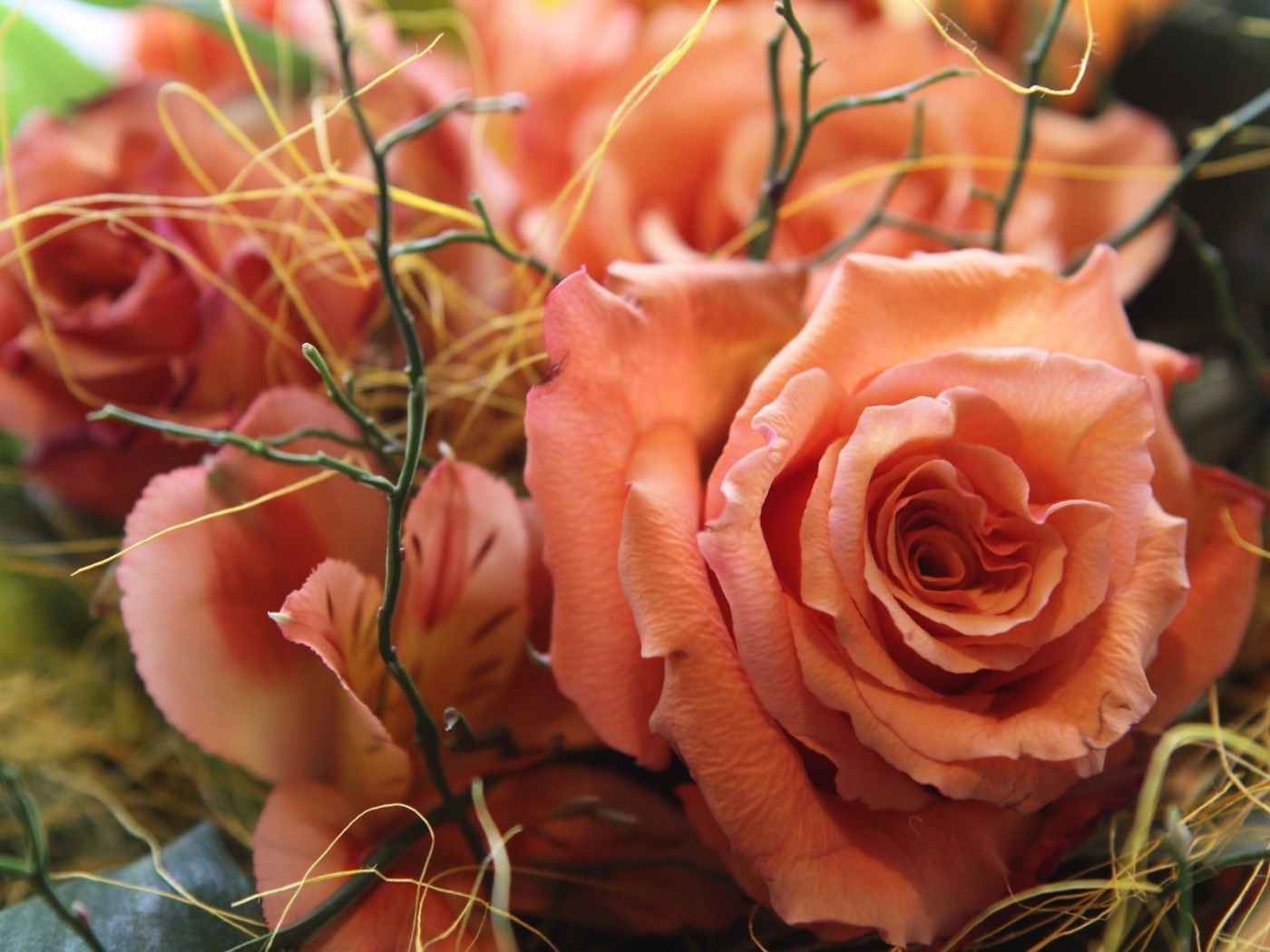 Скачать обои бесплатно Цветы, Растения, Розы картинка на рабочий стол ПК