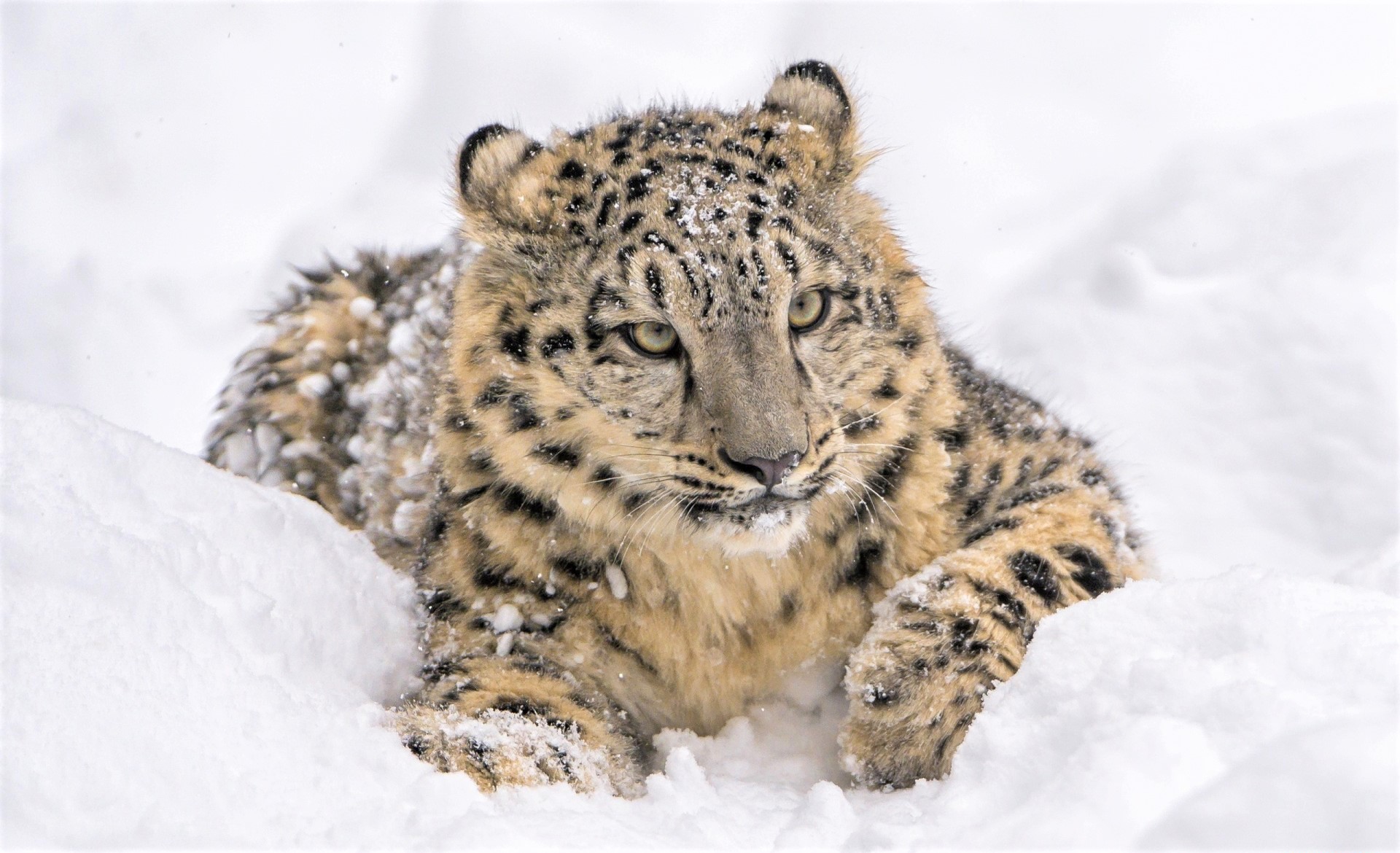 Download mobile wallpaper Winter, Snow Leopard, Snow, Animal for free.