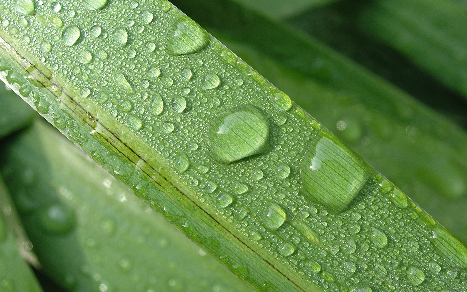 Download mobile wallpaper Grass, Macro, Earth, Water Drop for free.