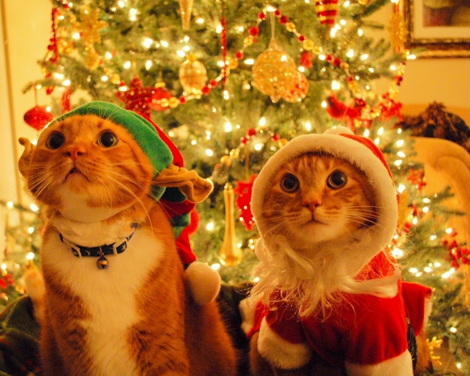 Laden Sie das Humor, Feiertage, Weihnachten, Katze, Weihnachtsschmuck, Weihnachtsbaum, Weihnachtsmütze-Bild kostenlos auf Ihren PC-Desktop herunter