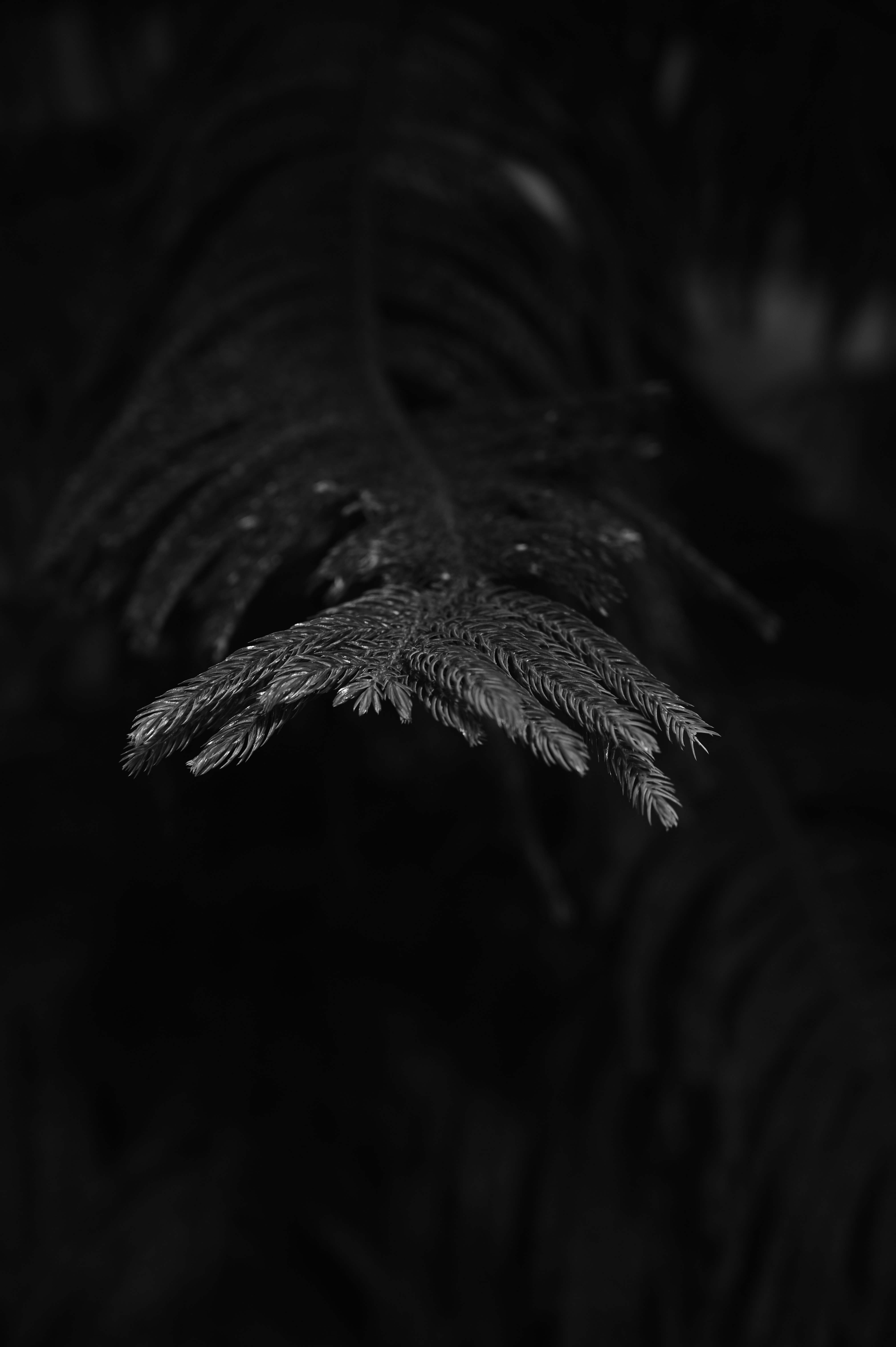 Download mobile wallpaper Fir, Needles, Spruce, Macro, Branch, Chb, Bw, Plant for free.