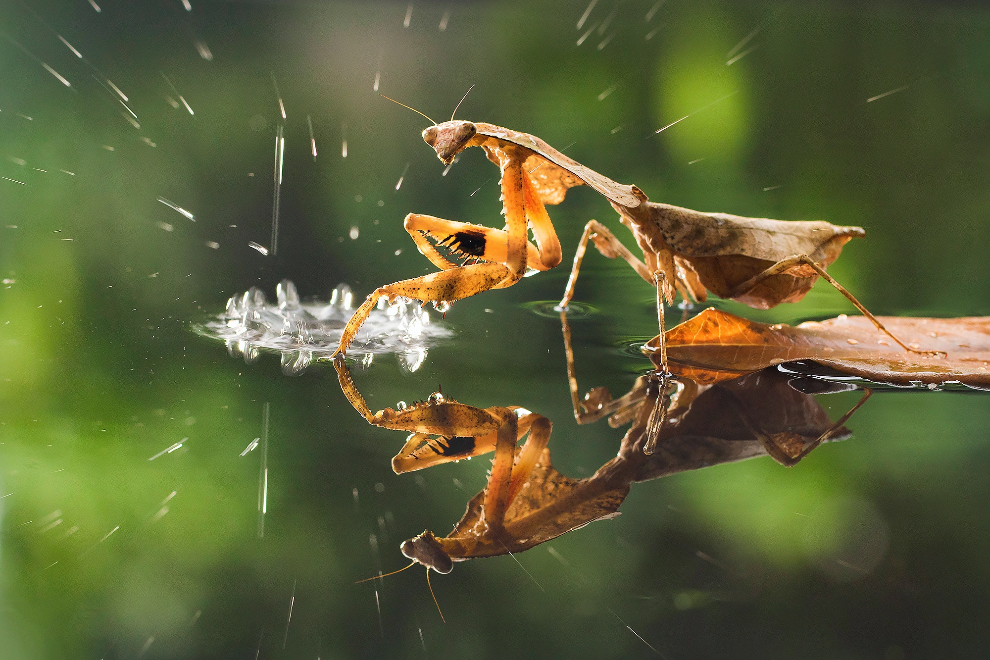 Download mobile wallpaper Water, Insects, Reflection, Animal, Praying Mantis, Dead Leaf Mantis for free.