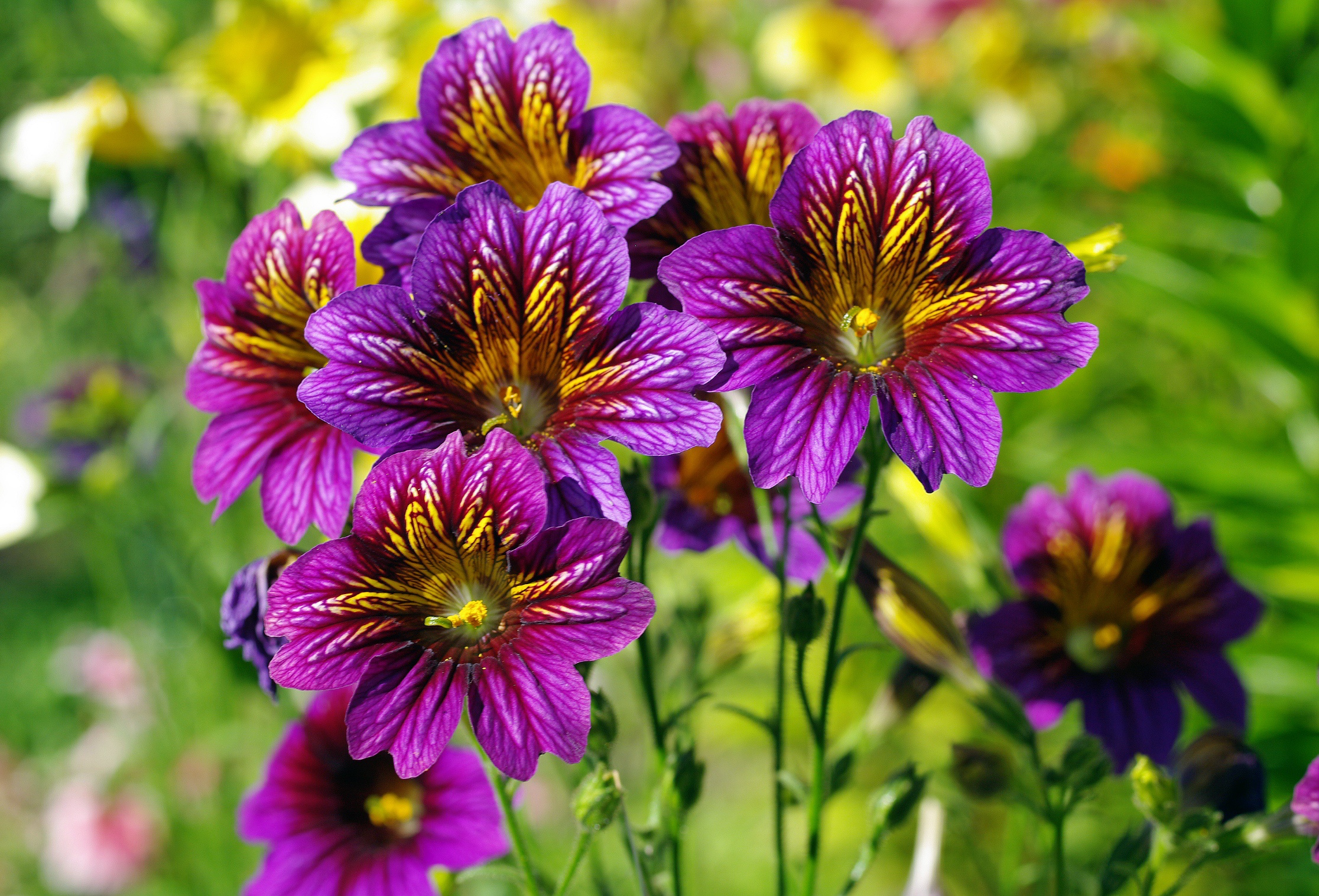 Free download wallpaper Nature, Flowers, Summer, Flower, Close Up, Earth, Purple Flower on your PC desktop