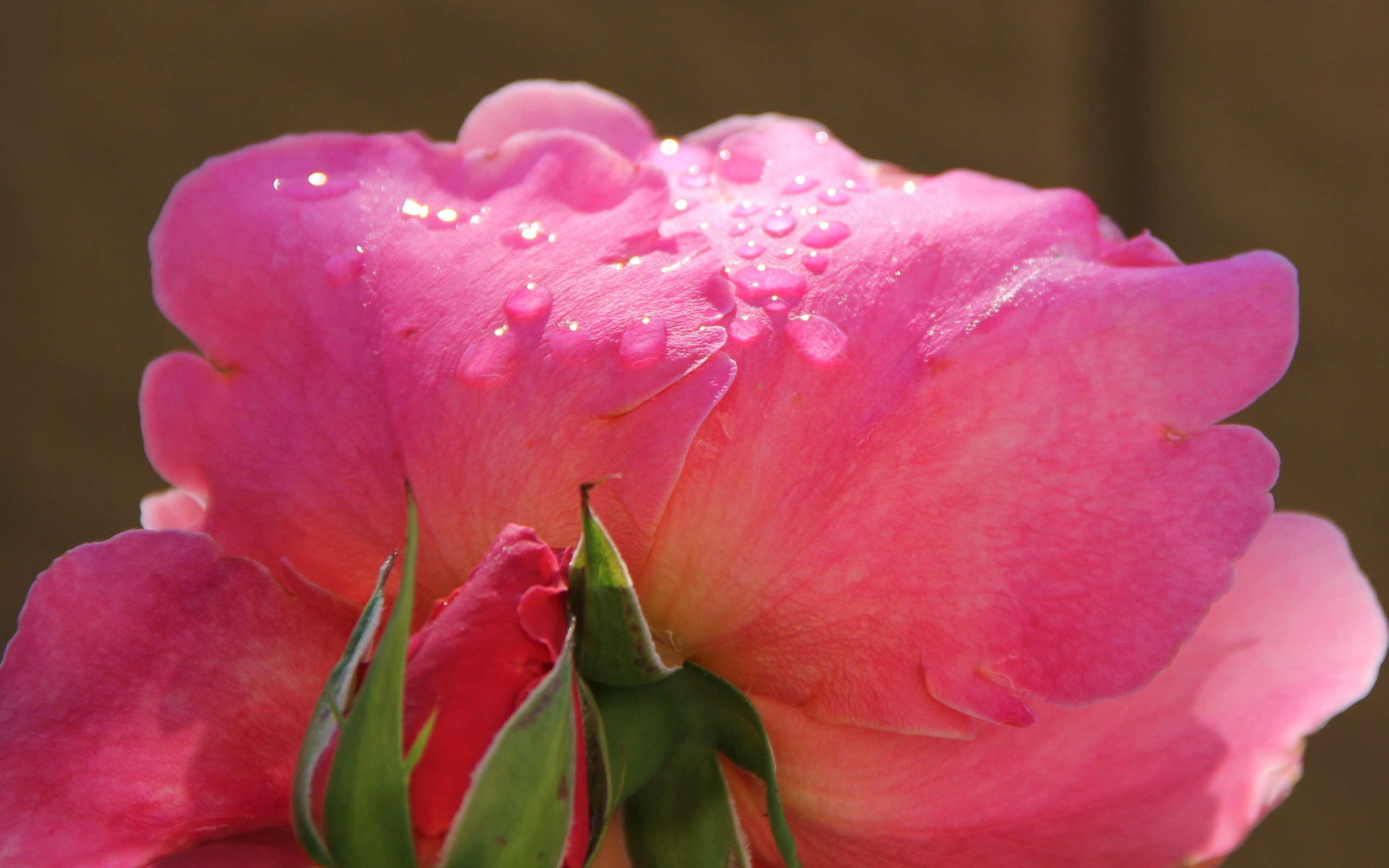 無料モバイル壁紙フラワーズ, 薔薇, 地球をダウンロードします。