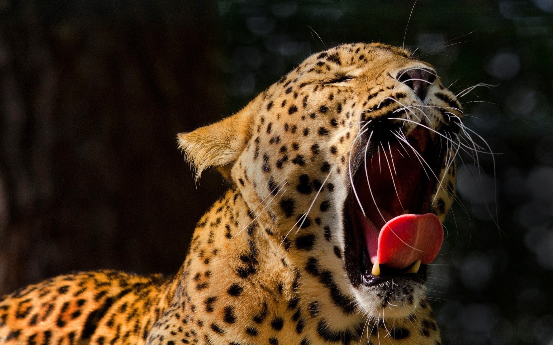 Laden Sie das Tiere, Katzen, Katze, Leopard-Bild kostenlos auf Ihren PC-Desktop herunter