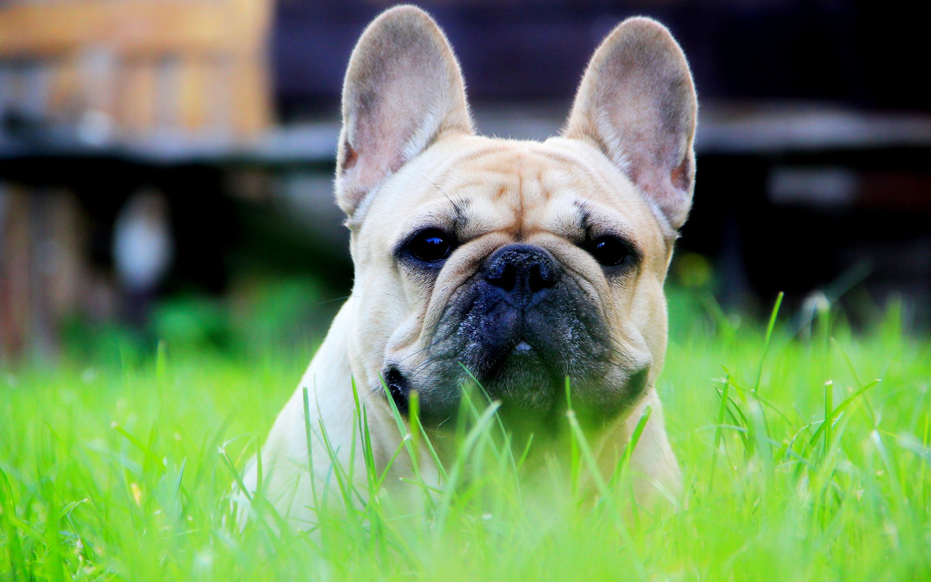 Descarga gratis la imagen Animales, Perros, Perro, Bulldog Francés en el escritorio de tu PC