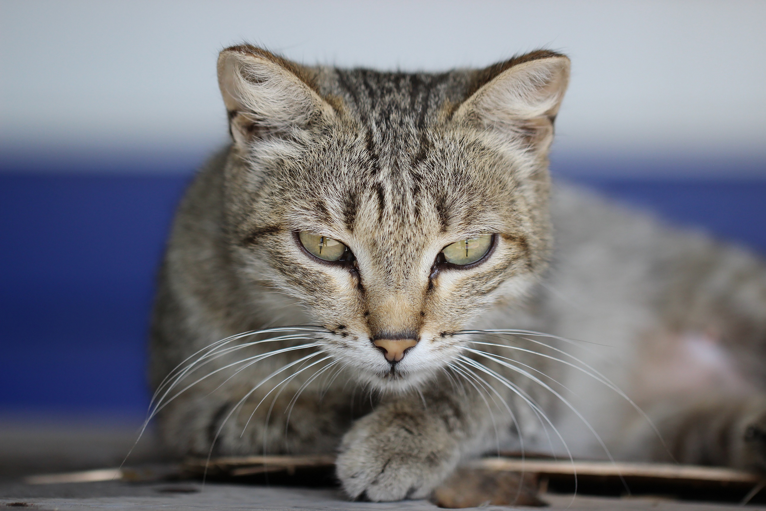 無料モバイル壁紙動物, ネコ, 猫をダウンロードします。