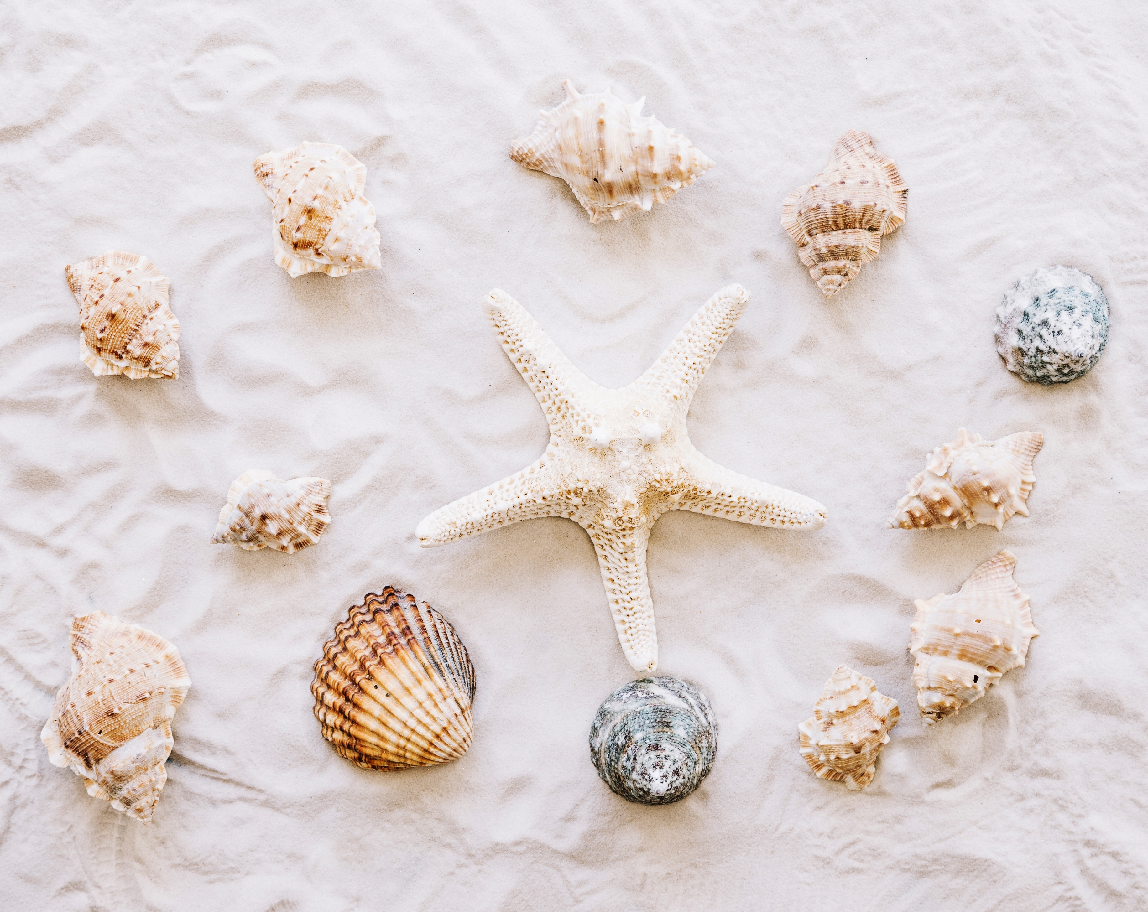 Free download wallpaper Sand, Starfish, Earth, Shell on your PC desktop